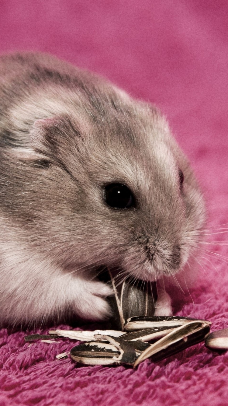 Handy-Wallpaper Tiere, Hamster kostenlos herunterladen.