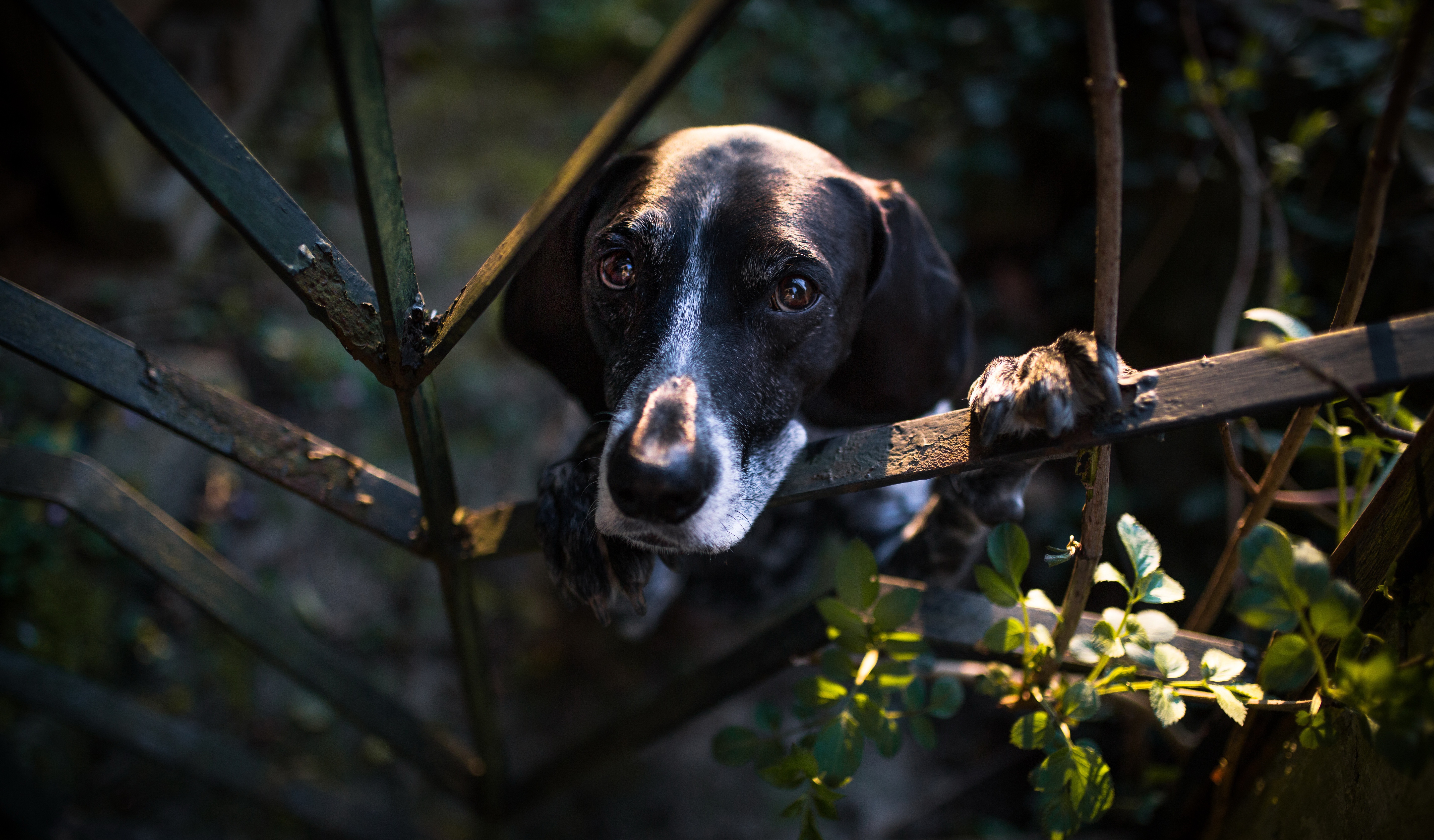 PCデスクトップに動物, 犬画像を無料でダウンロード