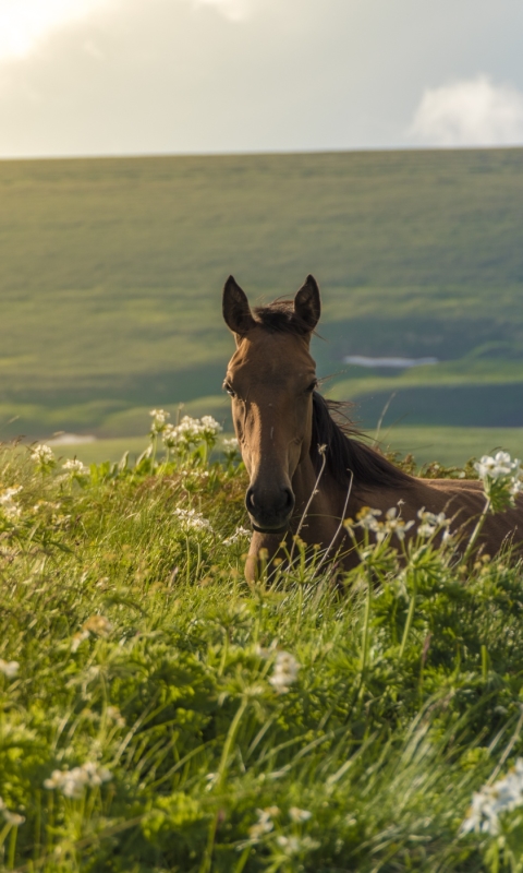 Handy-Wallpaper Tiere, Hauspferd kostenlos herunterladen.