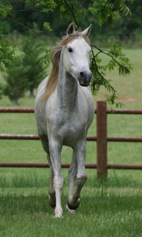 Descarga gratuita de fondo de pantalla para móvil de Animales, Caballo.