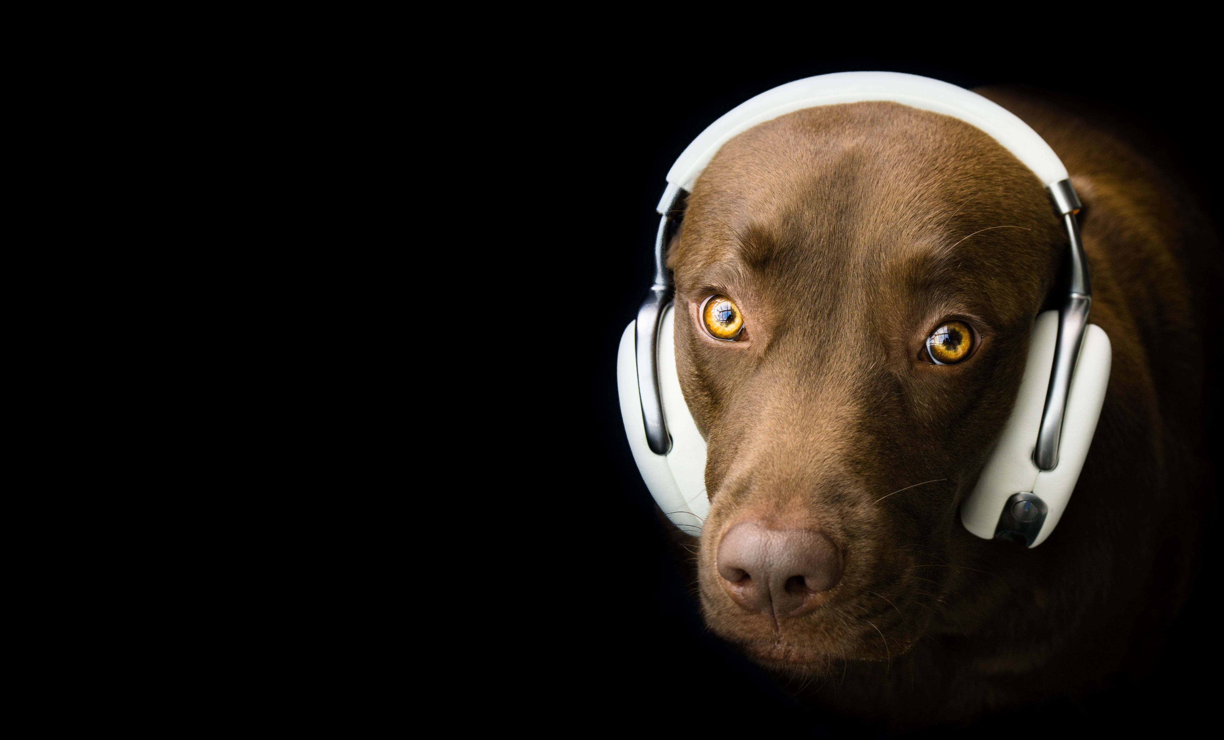 PCデスクトップに動物, ヘッドフォン, 犬画像を無料でダウンロード
