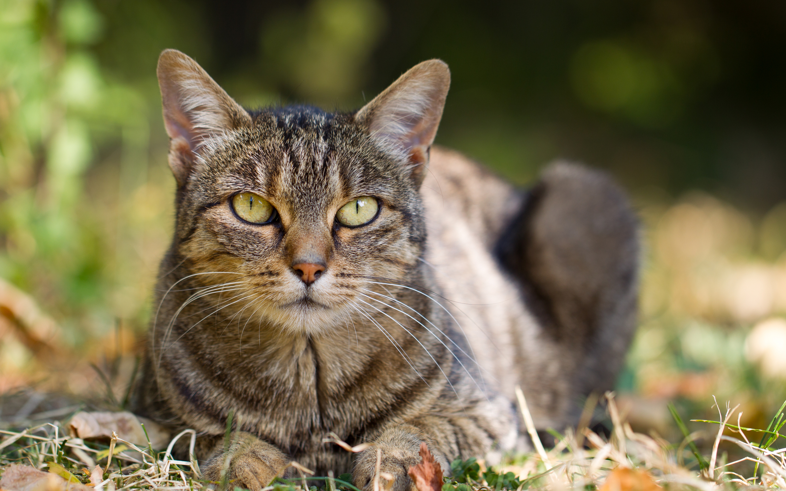 Baixe gratuitamente a imagem Animais, Gato na área de trabalho do seu PC