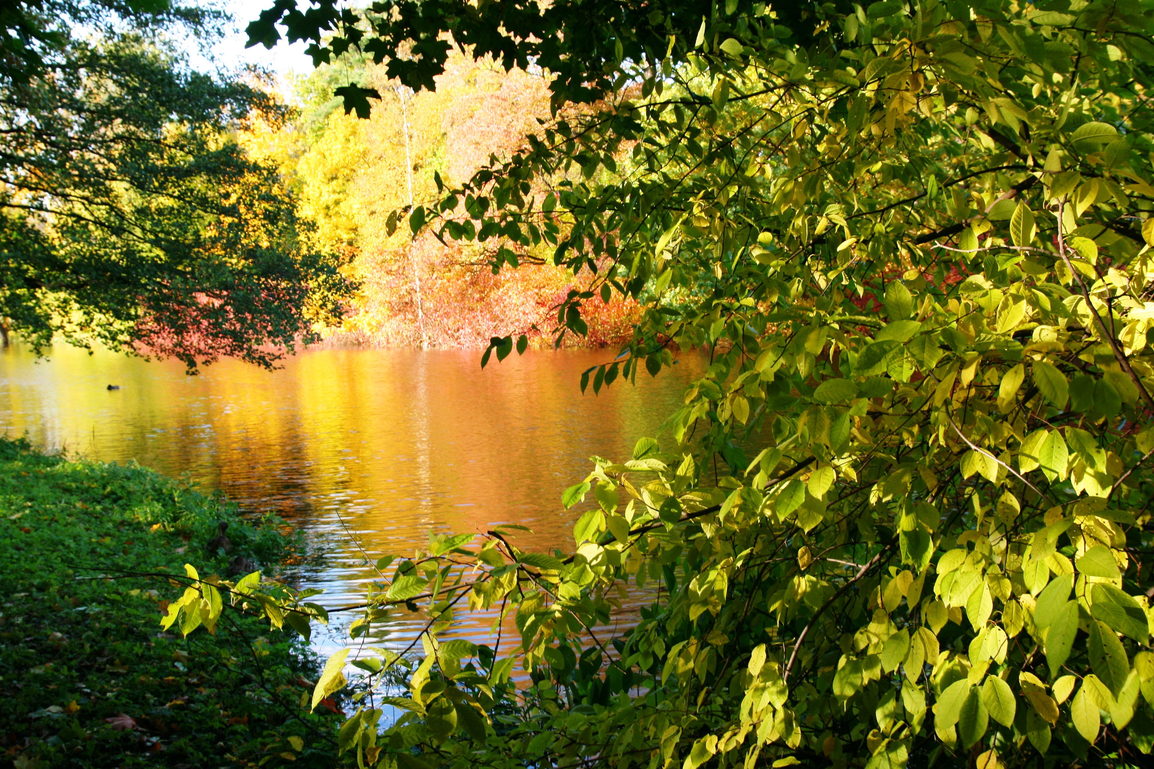 PCデスクトップに湖, 植物, 背景, 風景画像を無料でダウンロード