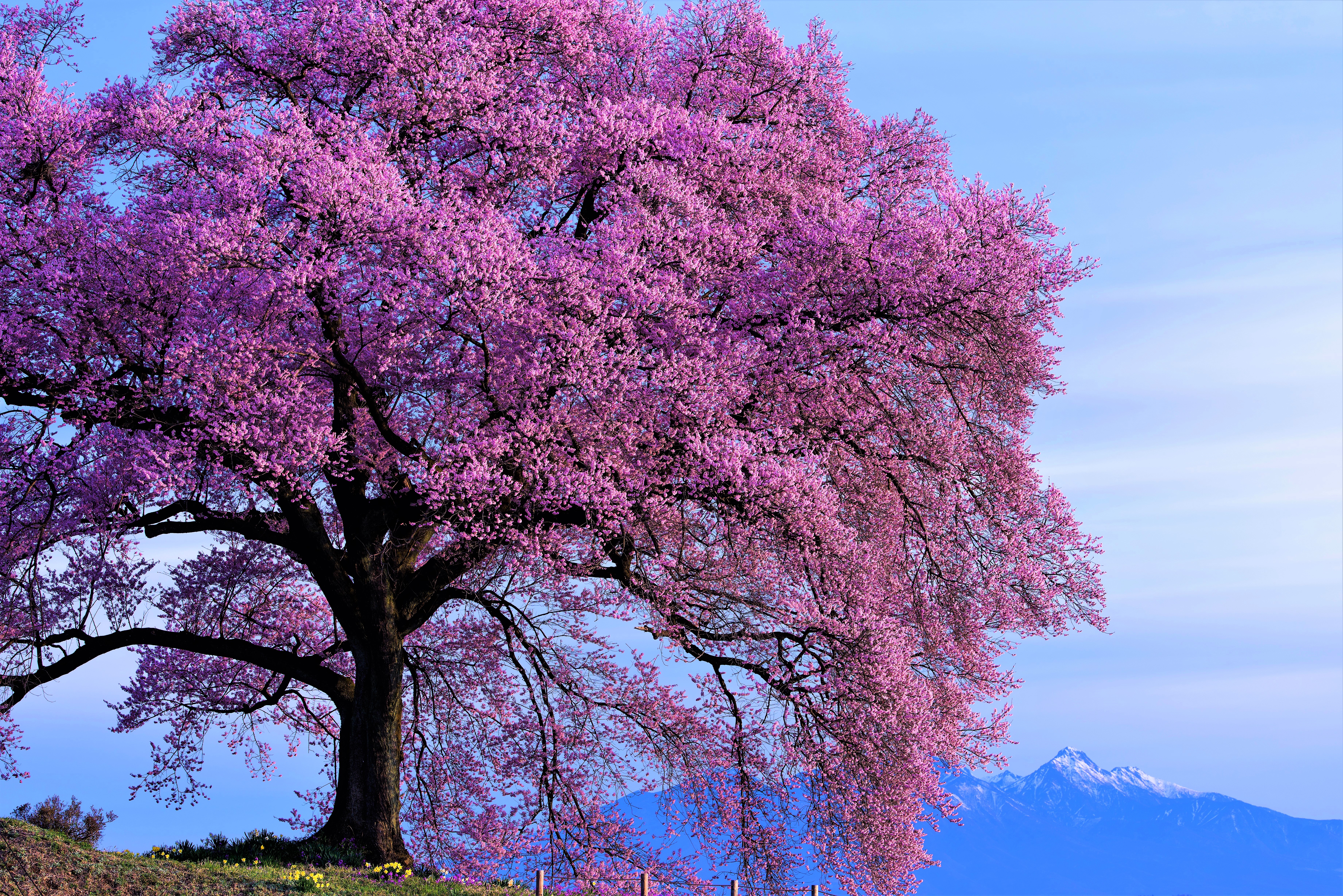 Скачати мобільні шпалери Дерева, Квітка, Дерево, Земля, Весна, Рожева Квітка безкоштовно.