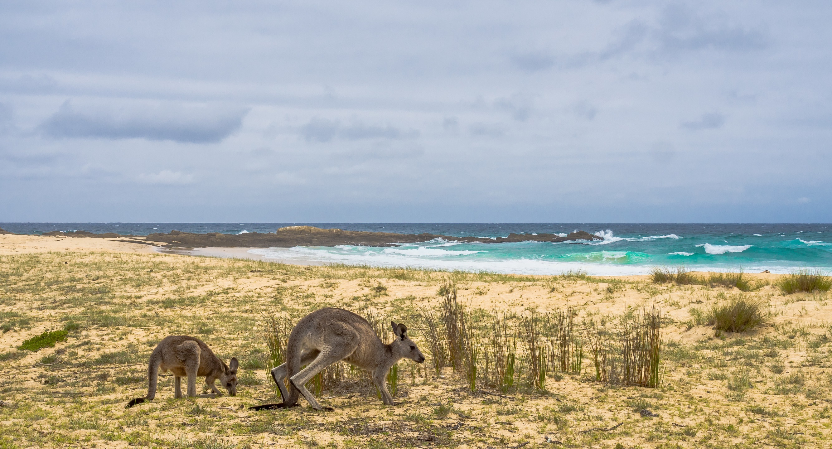 Download mobile wallpaper Kangaroo, Horizon, Ocean, Animal, Australia, Baby Animal for free.