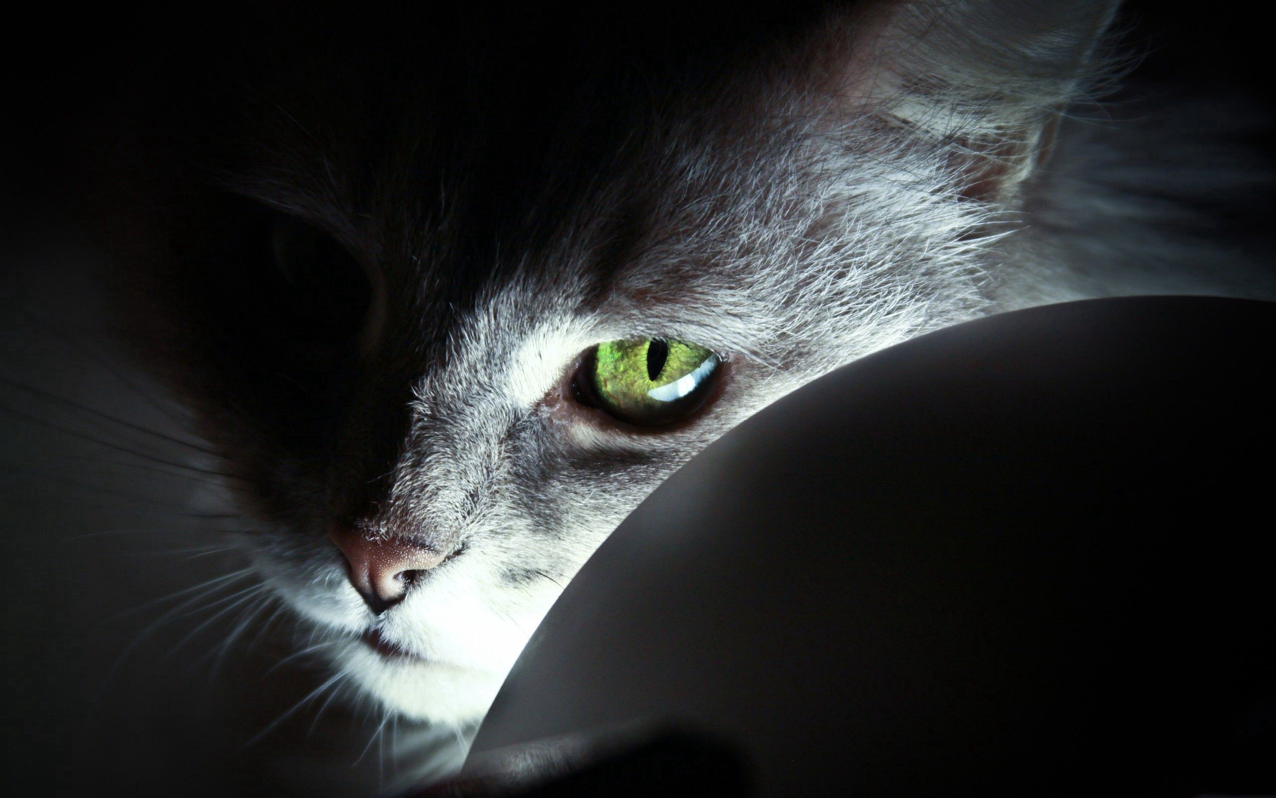 Laden Sie das Schatten, Nase, Der Kater, Schnauze, Tiere, Augen, Katze-Bild kostenlos auf Ihren PC-Desktop herunter