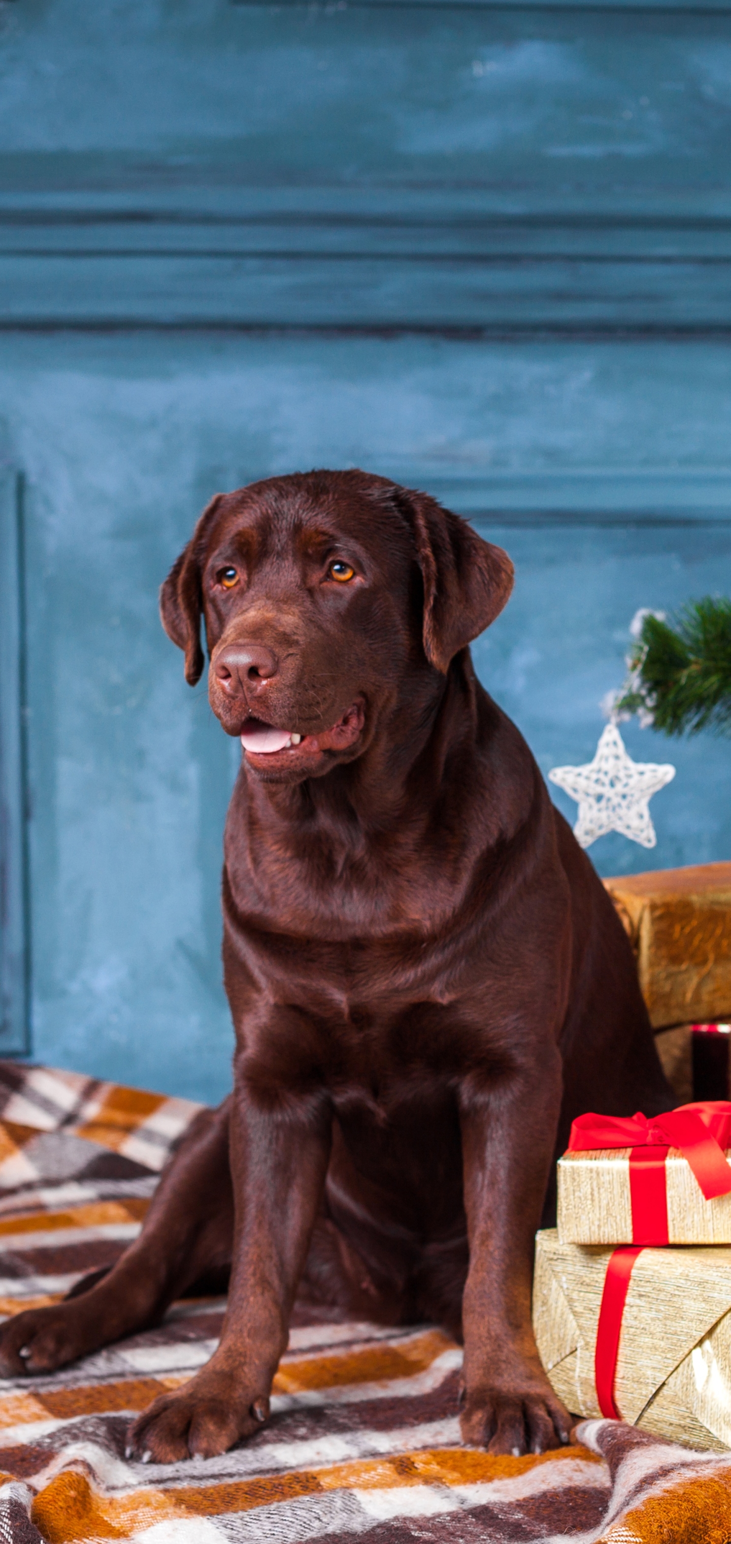 Handy-Wallpaper Tiere, Hunde, Hund, Geschenk, Labrador kostenlos herunterladen.