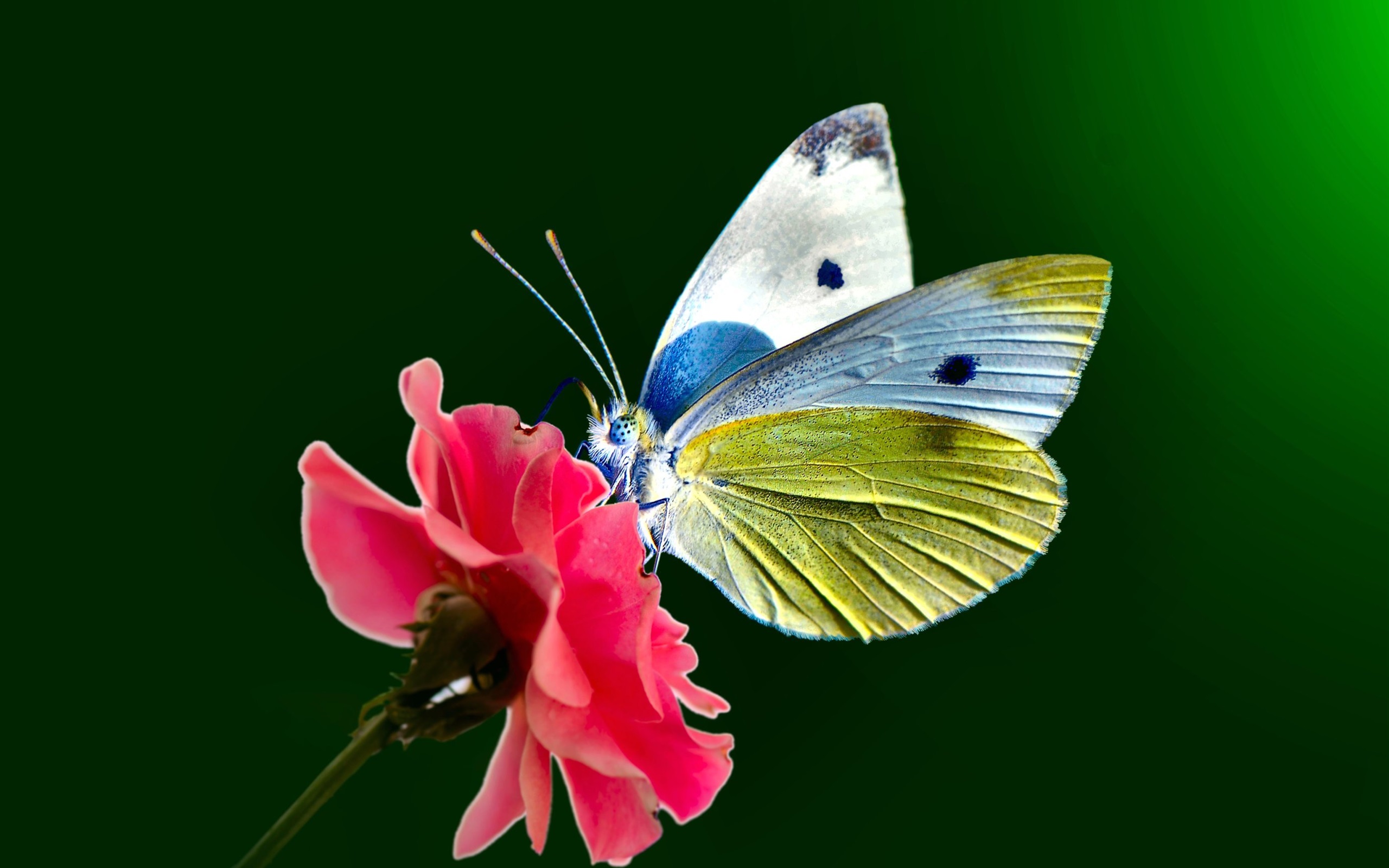 PCデスクトップに動物, 蝶, 花, ピンクの花画像を無料でダウンロード
