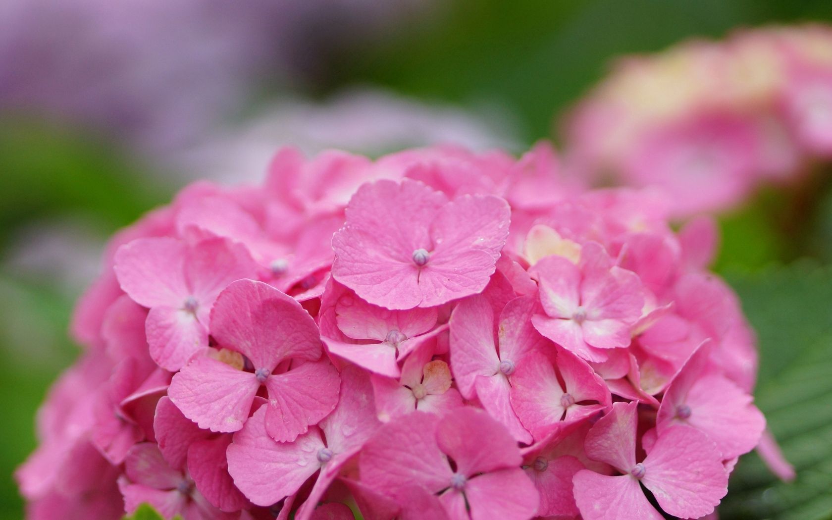 pink, drops, flower, macro, cap, dew, hydrangea, inflorescence