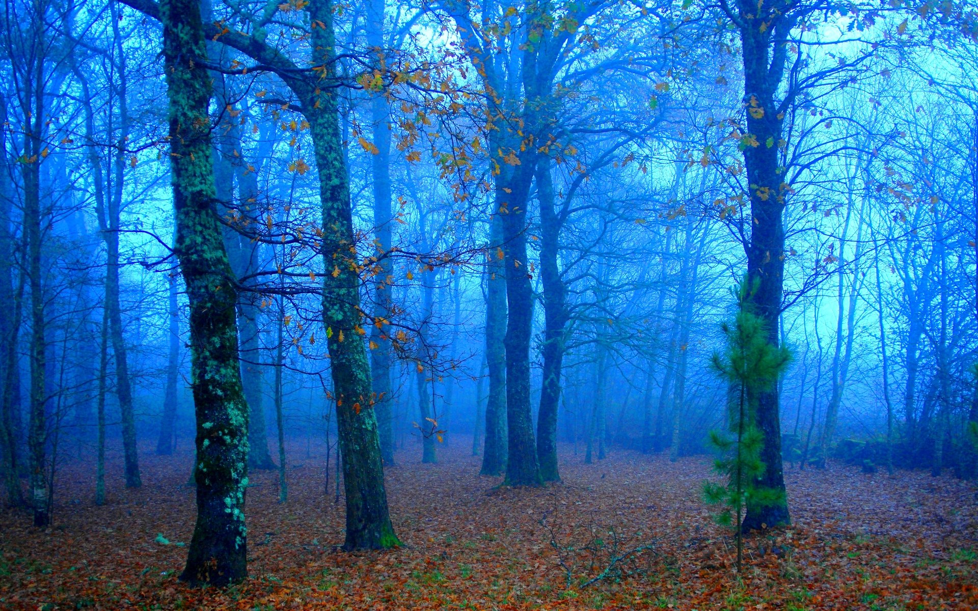 Descarga gratuita de fondo de pantalla para móvil de Otoño, Bosque, Árbol, Tierra/naturaleza.