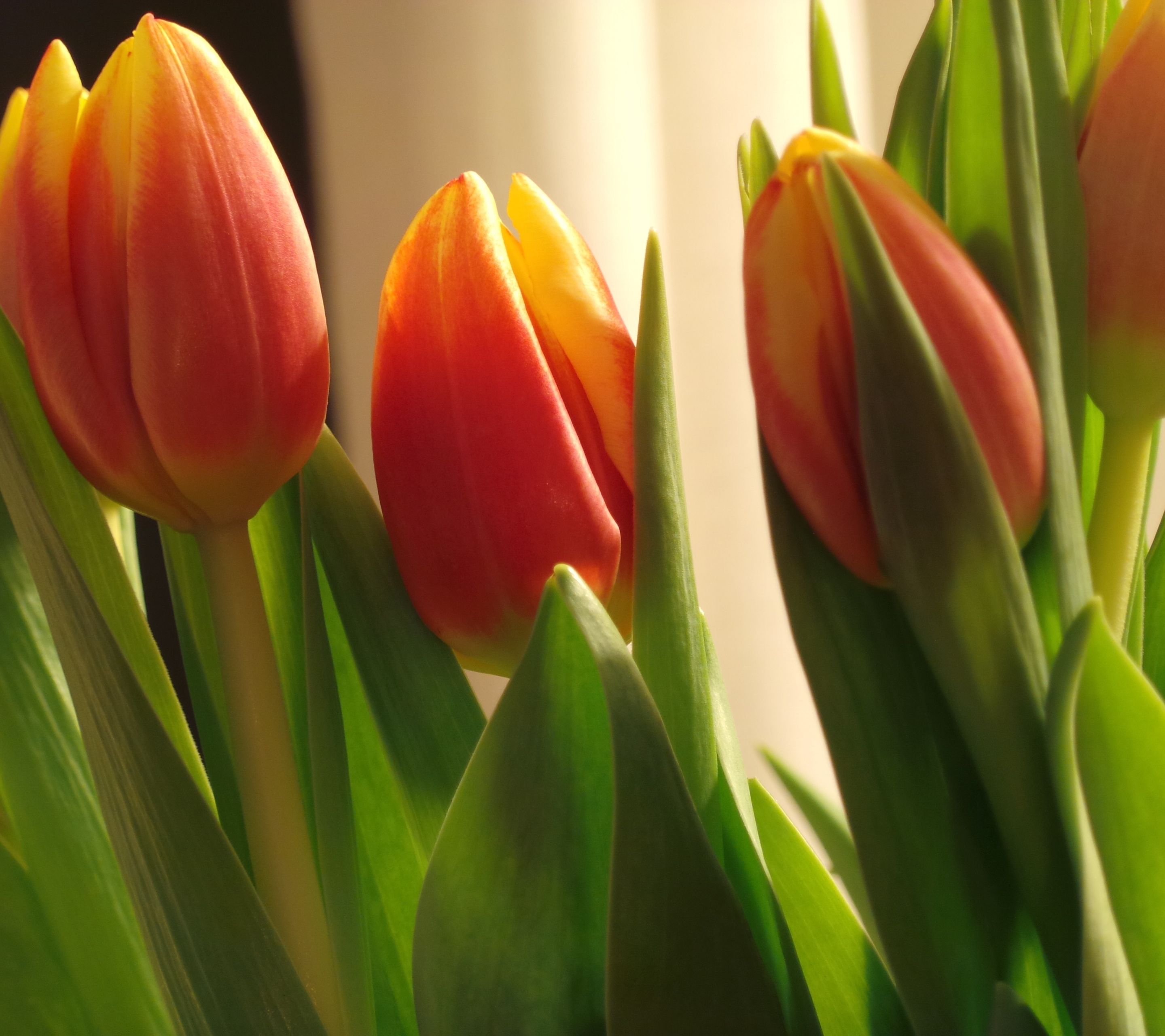 Download mobile wallpaper Flowers, Earth, Tulip for free.