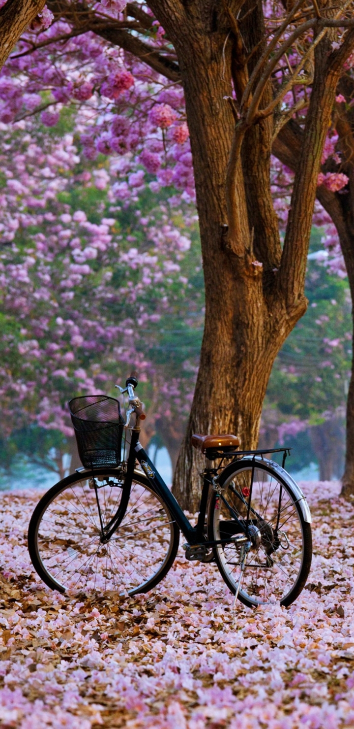 Download mobile wallpaper Nature, Flower, Park, Tree, Spring, Bicycle, Vehicles for free.