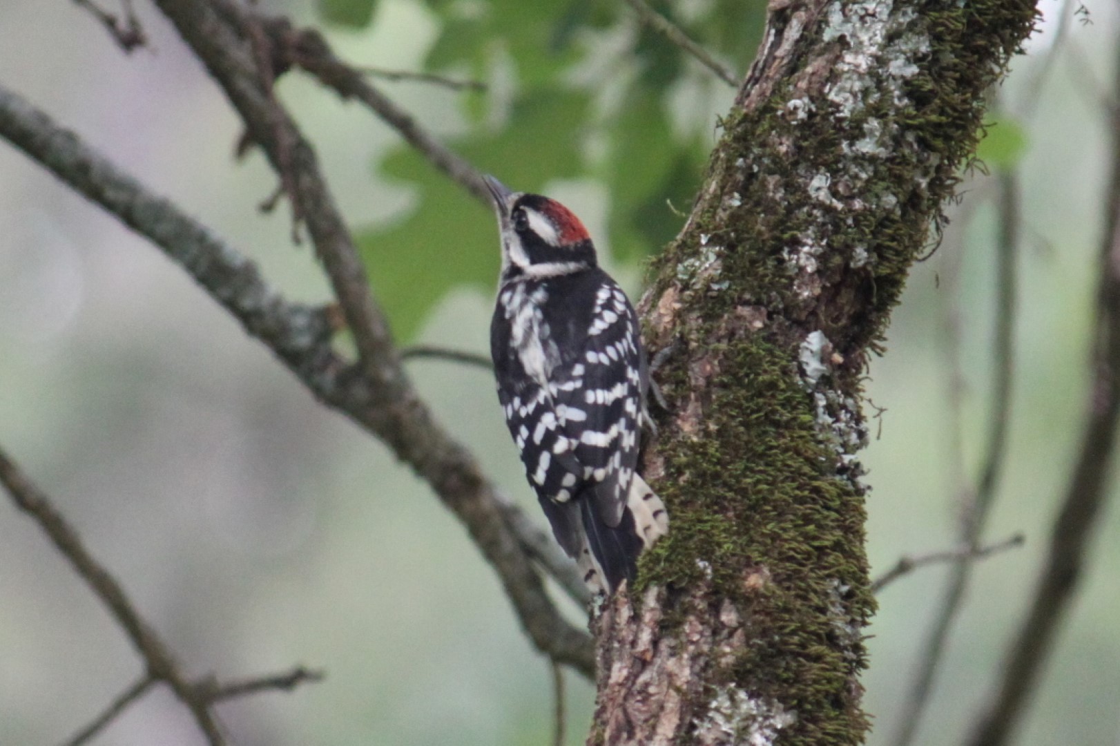 Free download wallpaper Bird, Birds, Animal on your PC desktop