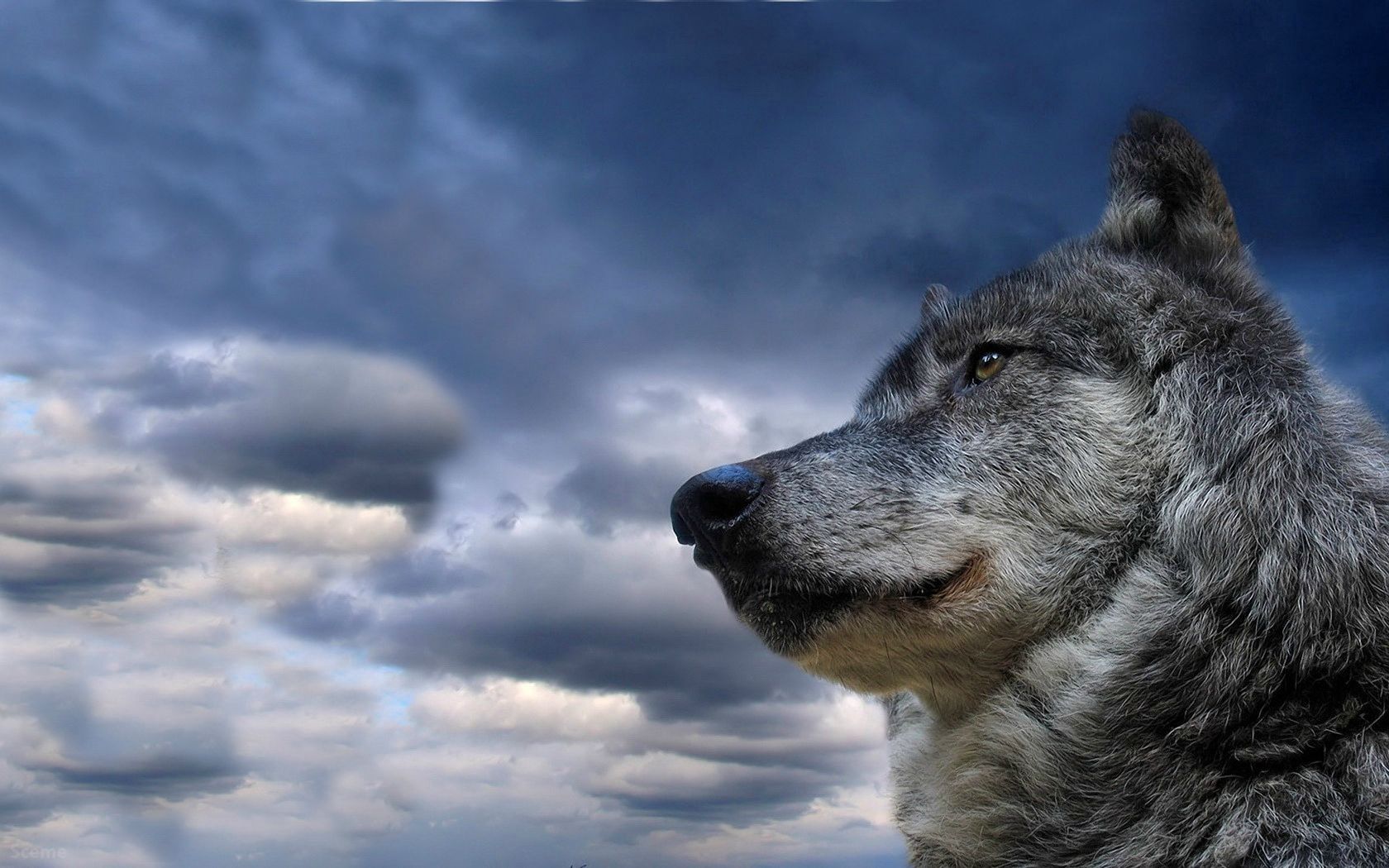 129397 завантажити картинку тварини, вовк, небо, хмари, собака, пес, морда, погляд, заява, медитація, роздуми - шпалери і заставки безкоштовно