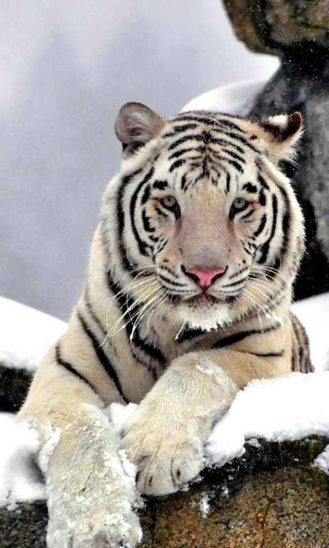 Baixar papel de parede para celular de Animais, Gatos, Tigre Branco gratuito.