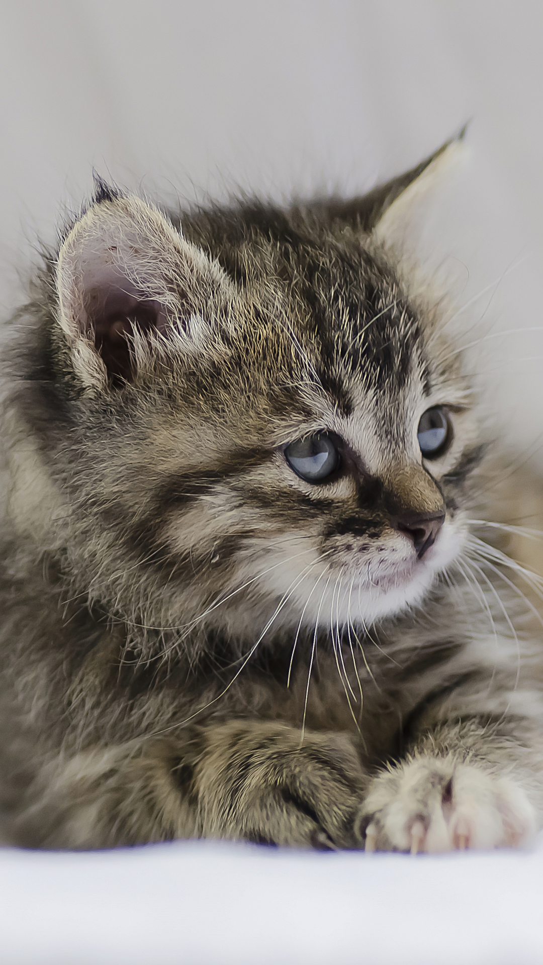 Handy-Wallpaper Tiere, Katzen, Katze, Kätzchen, Tierbaby kostenlos herunterladen.