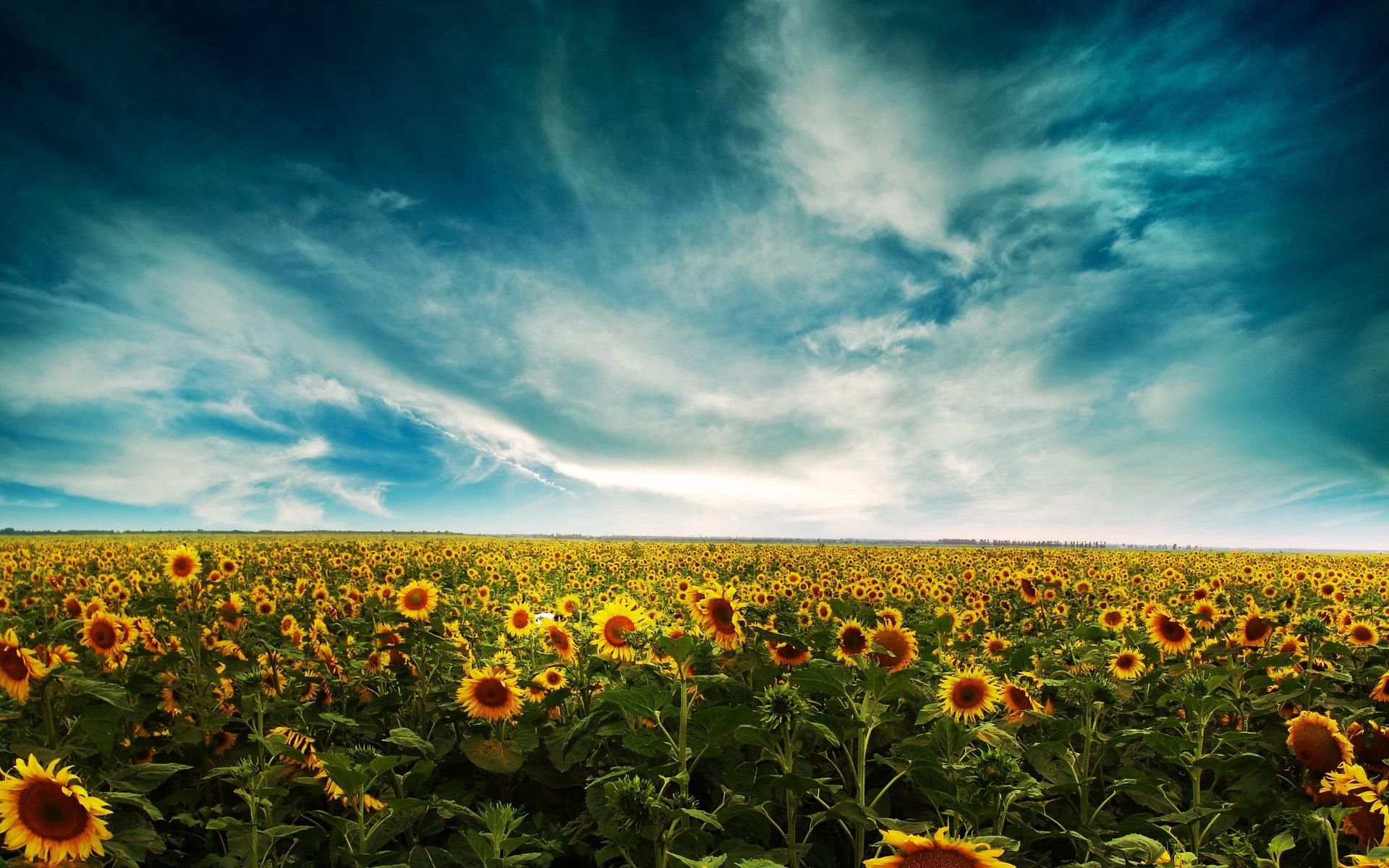 113592 завантажити картинку природа, соняшники, небо, хмари, літо, жовтий, поле - шпалери і заставки безкоштовно