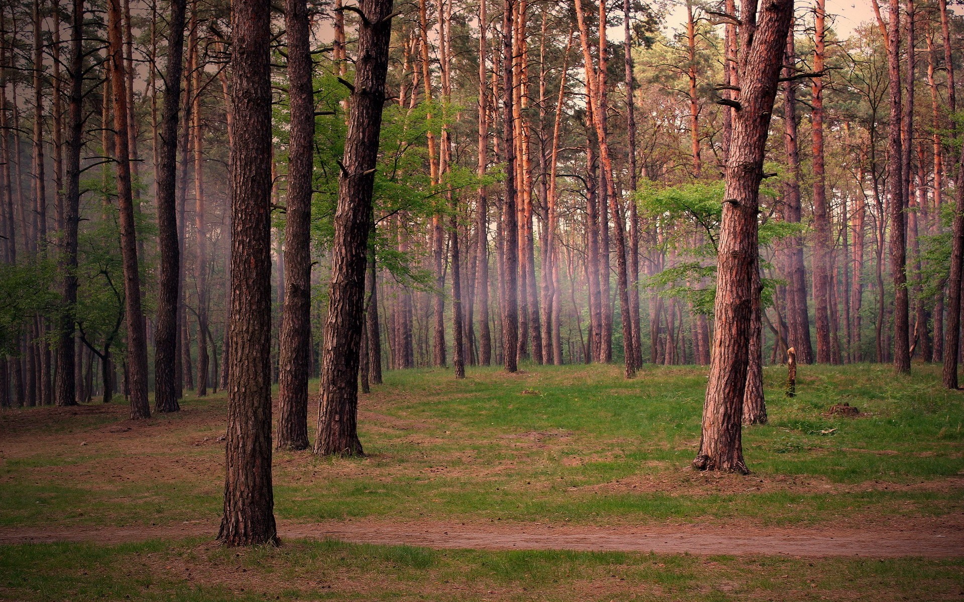 Free download wallpaper Forest, Earth on your PC desktop