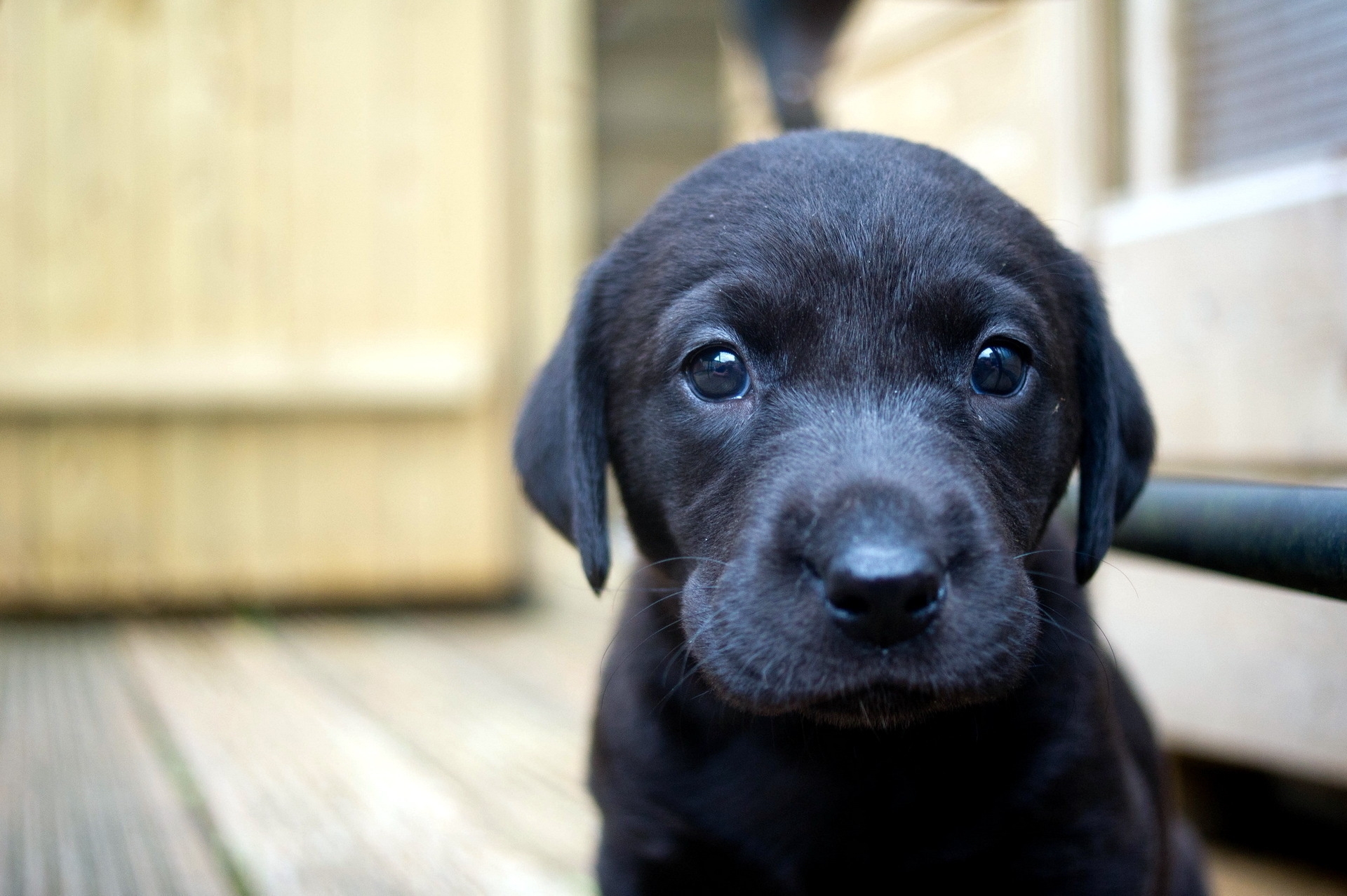 Free download wallpaper Animals, Dog, Muzzle, Sight, Opinion, Puppy, Labrador on your PC desktop