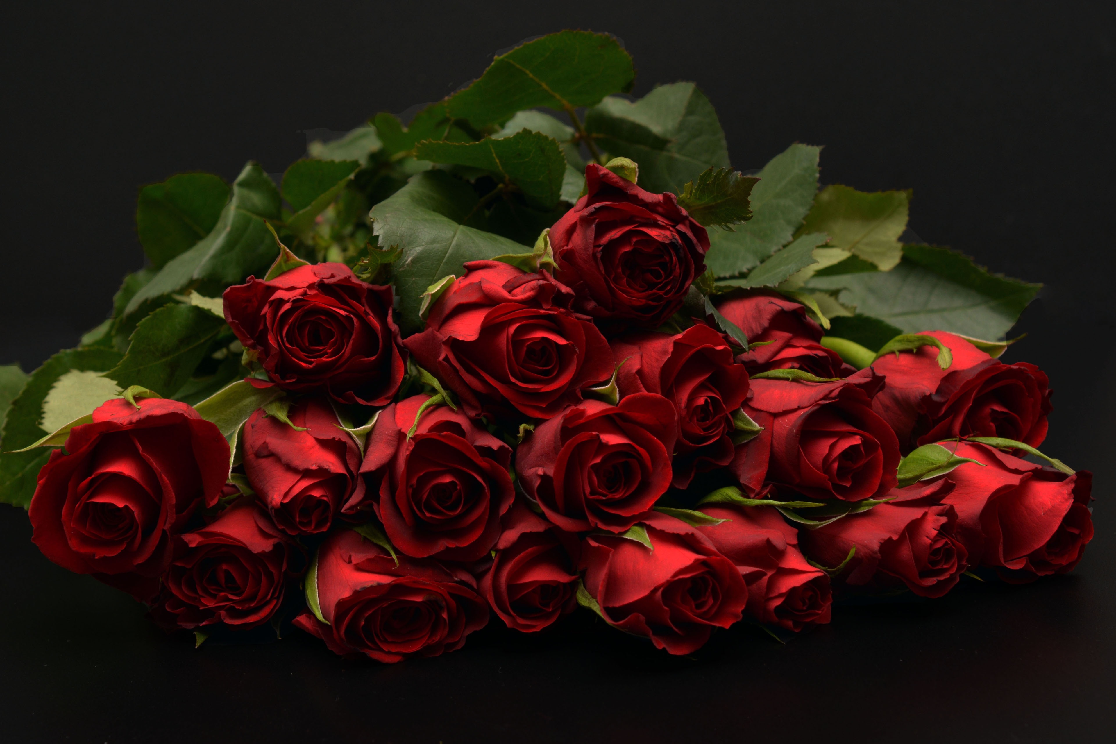 Free download wallpaper Flowers, Flower, Rose, Earth, Red Rose, Red Flower on your PC desktop