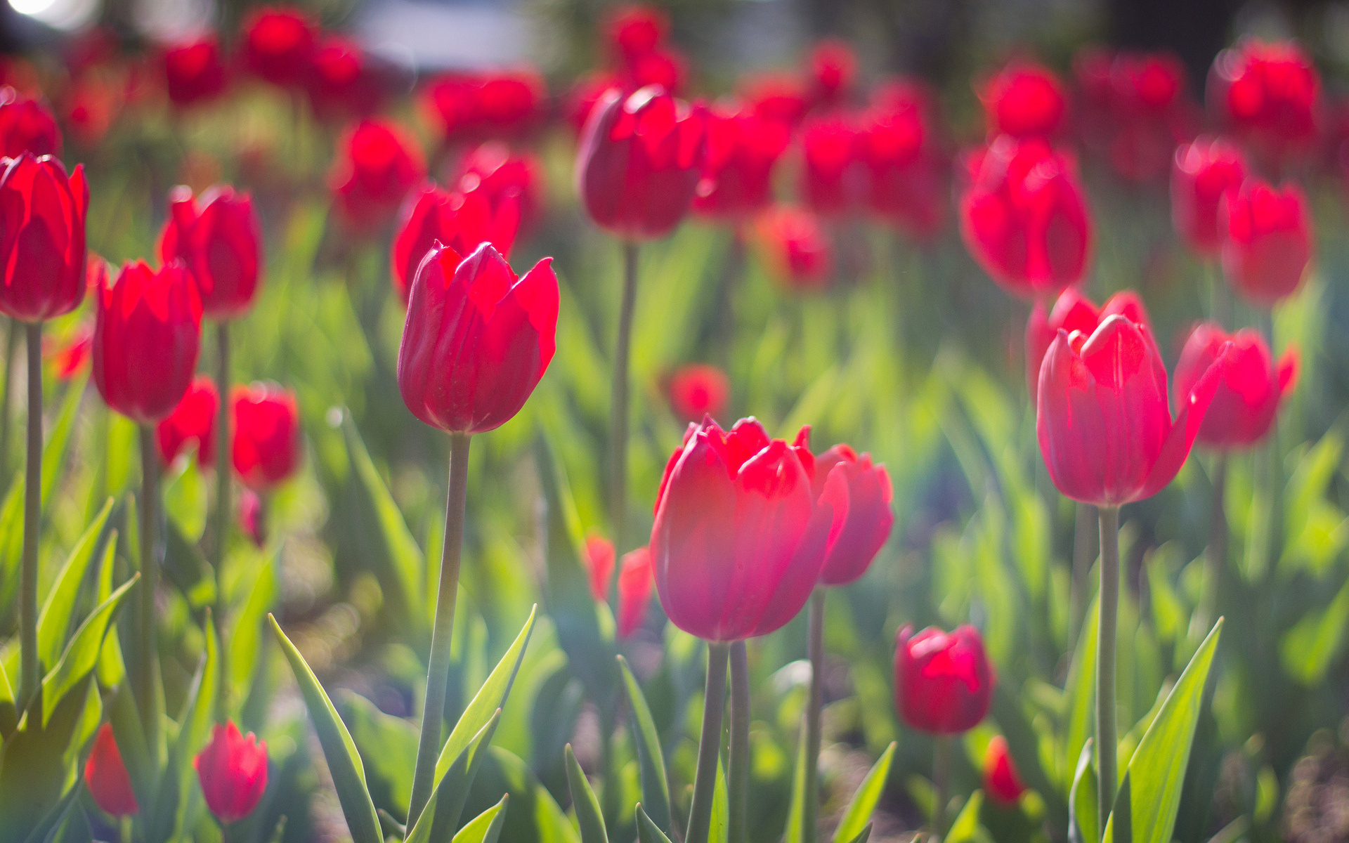 Laden Sie das Tulpe, Blumen, Blume, Erde/natur-Bild kostenlos auf Ihren PC-Desktop herunter