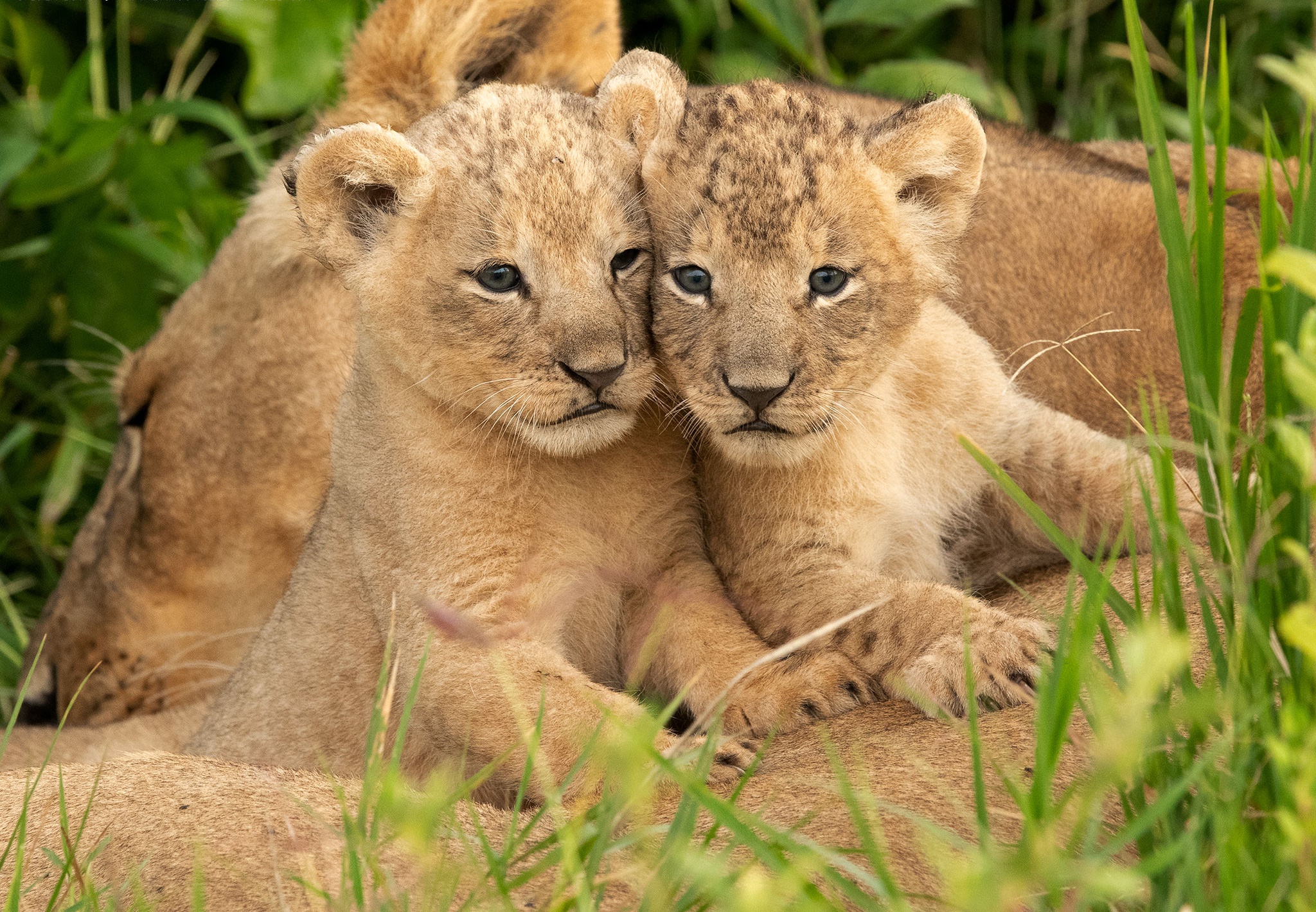 Téléchargez gratuitement l'image Animaux, Chats, Lion, Lionceau, Bébé Animal sur le bureau de votre PC