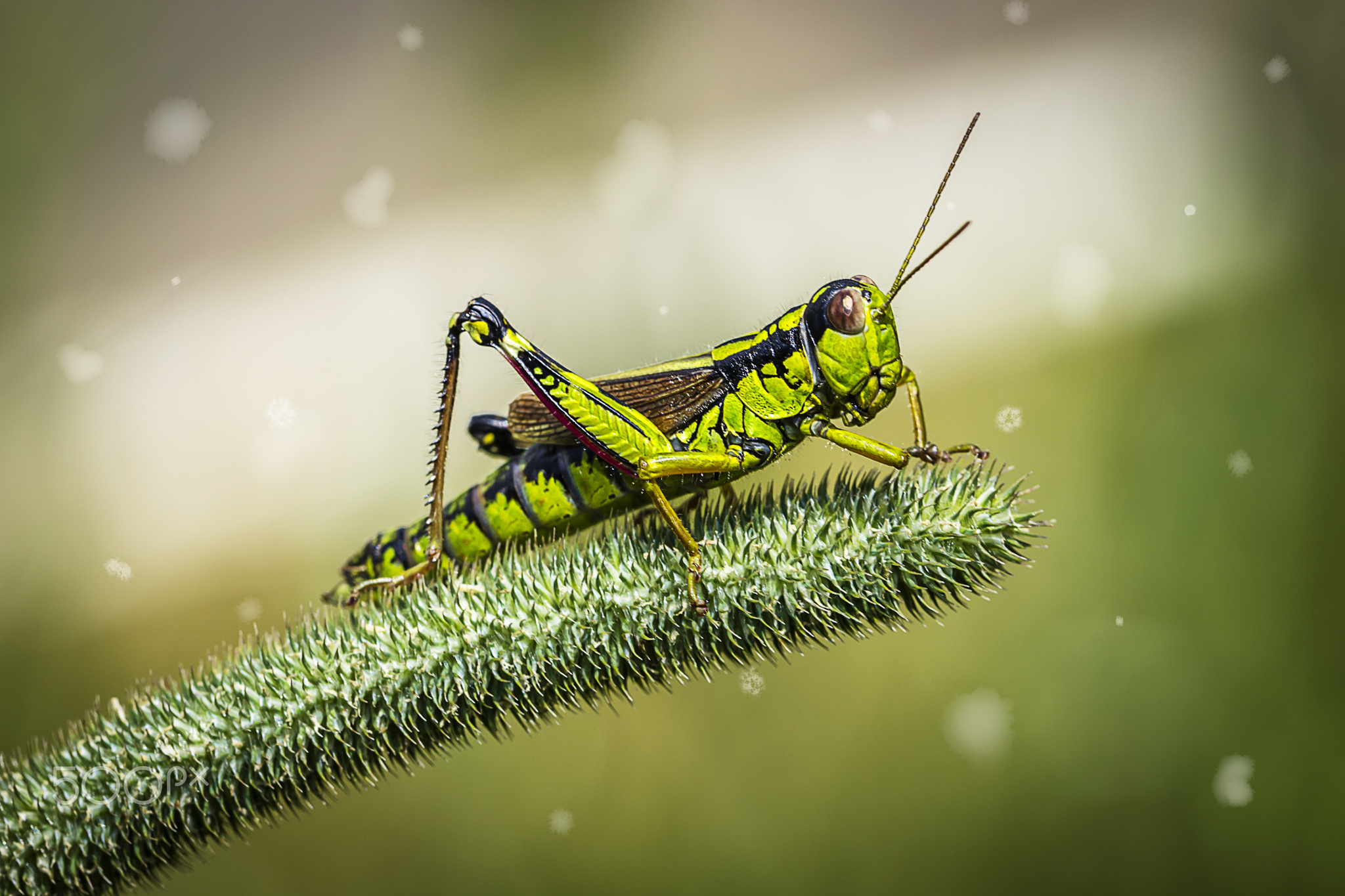 Laden Sie das Tiere, Makro, Insekt, Grashüpfer-Bild kostenlos auf Ihren PC-Desktop herunter