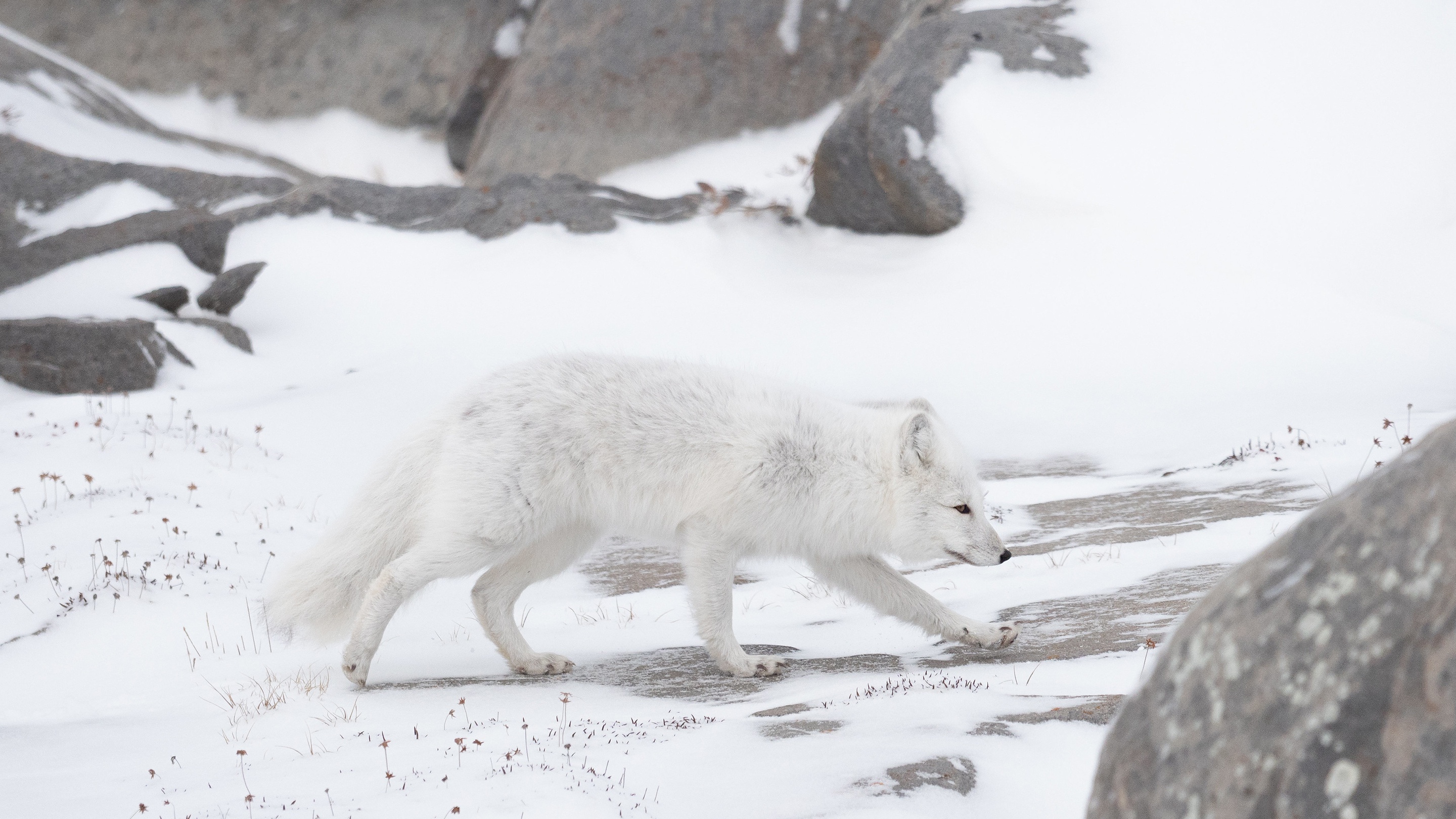 Free download wallpaper Dogs, Snow, Animal, Arctic Fox on your PC desktop