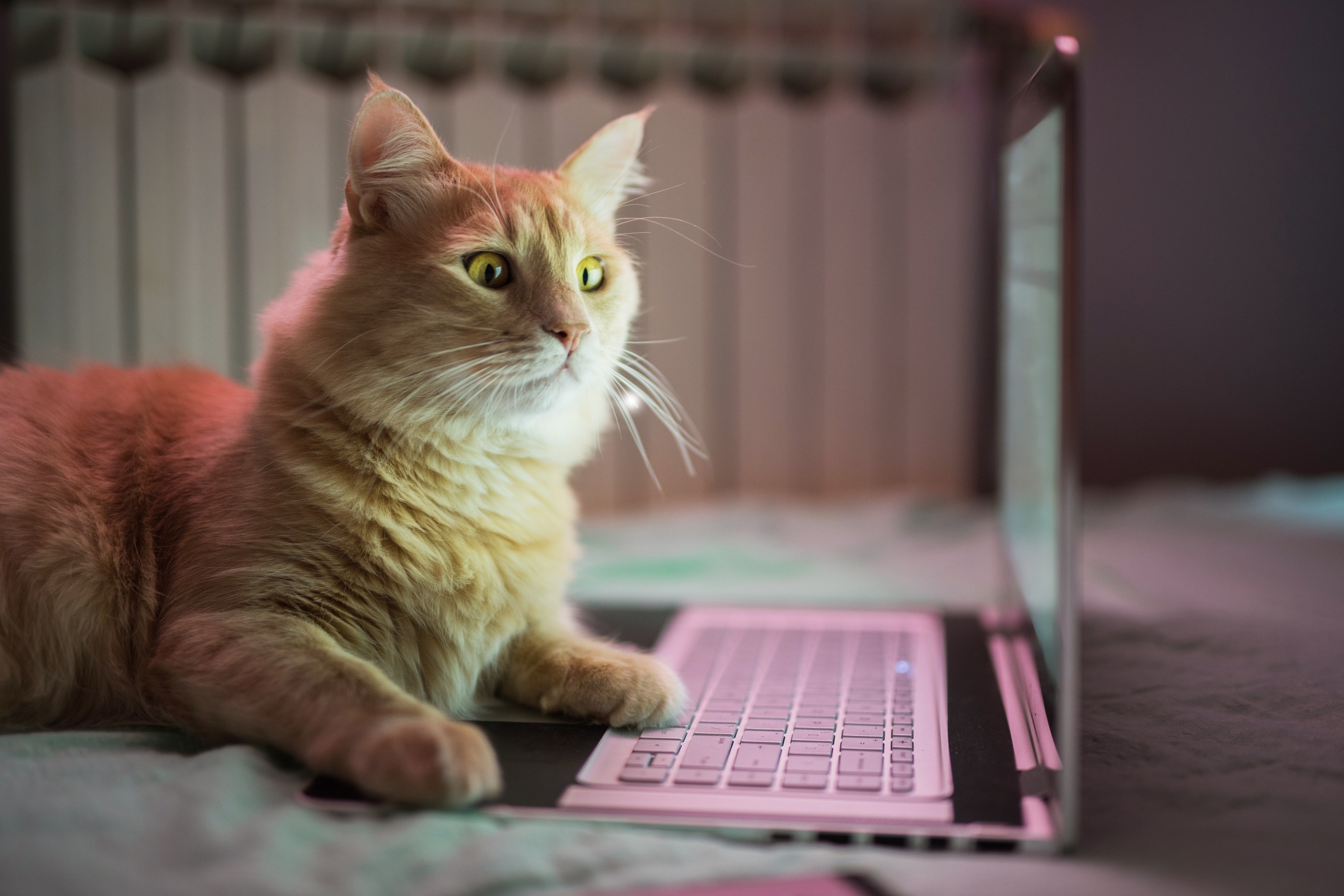 Laden Sie das Tiere, Katzen, Katze-Bild kostenlos auf Ihren PC-Desktop herunter