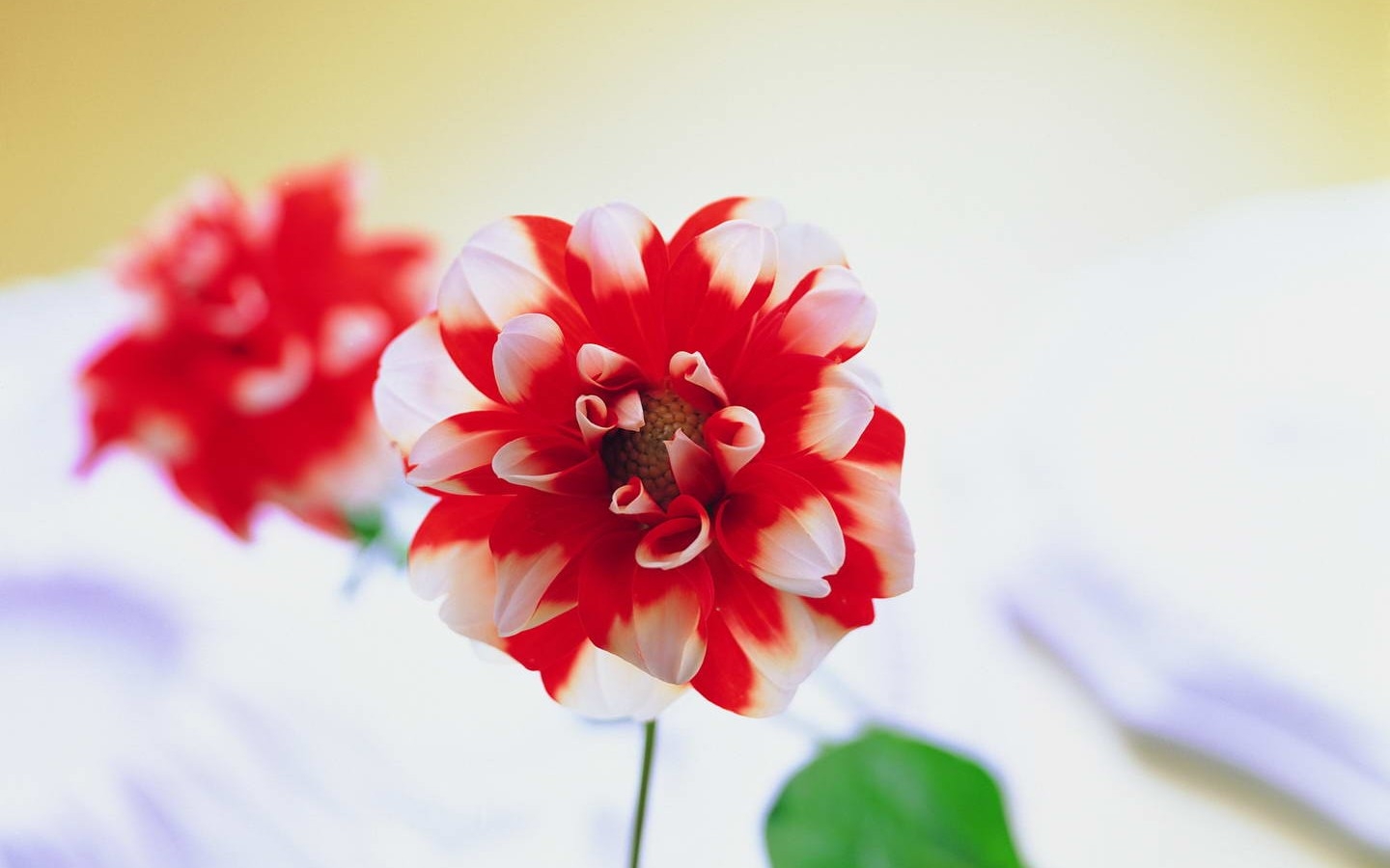 Téléchargez gratuitement l'image Fleurs, Fleur, Terre/nature sur le bureau de votre PC