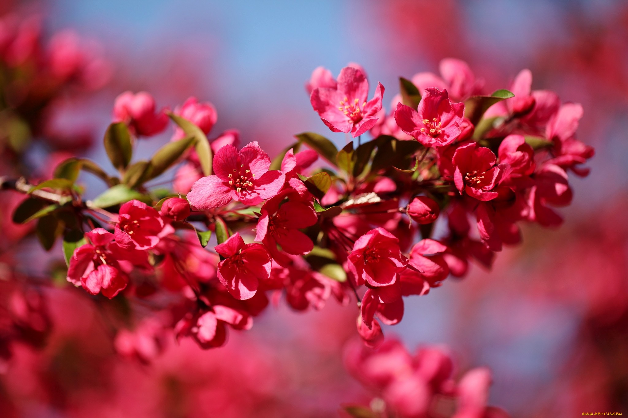 Download mobile wallpaper Flowers, Earth, Blossom for free.