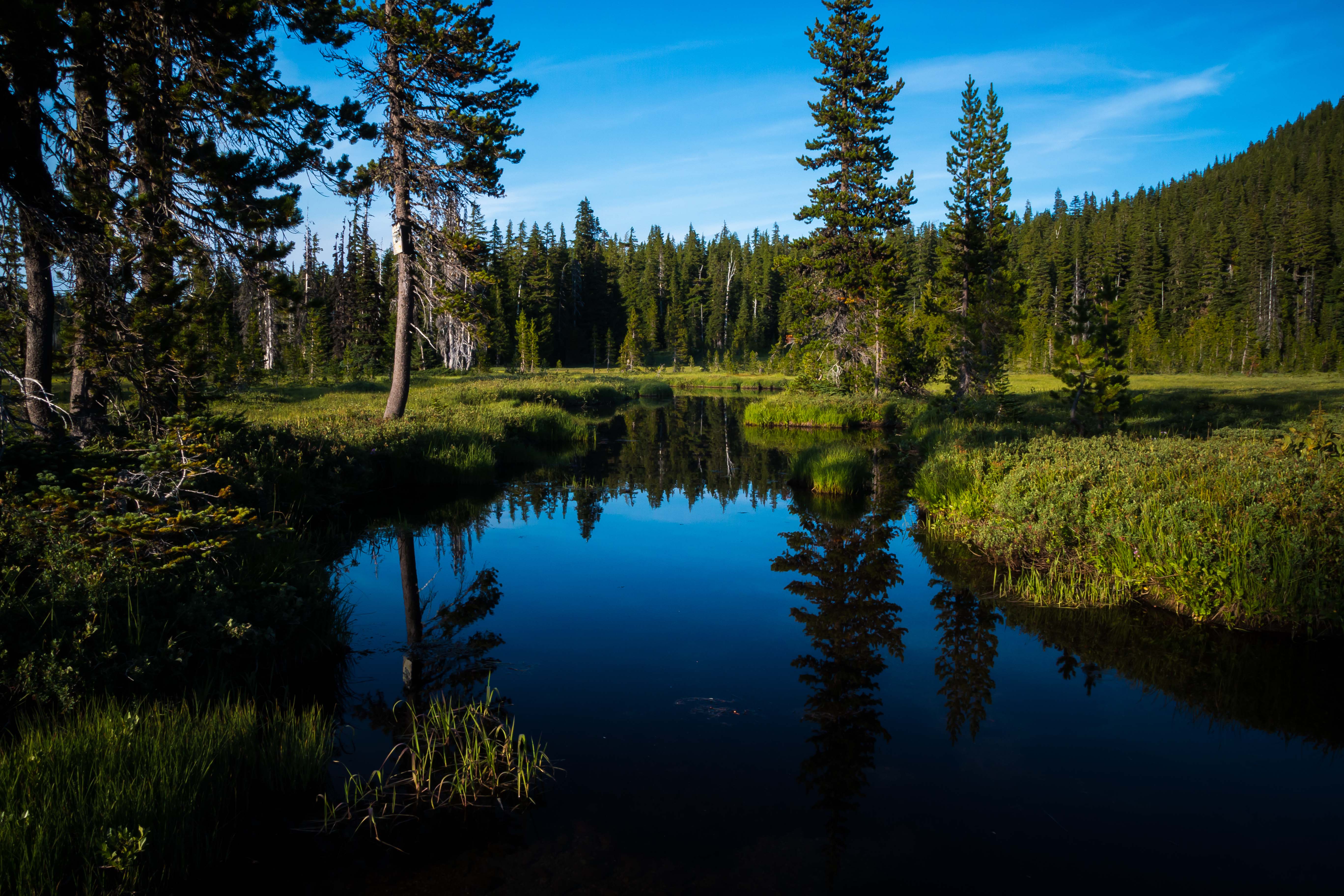 landscape, nature, water, trees, lake, forest