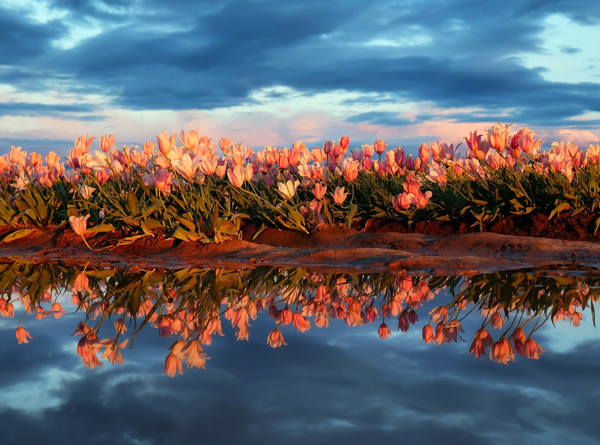 Laden Sie das Natur, Blumen, Sommer, Blume, Tulpe, Erde/natur, Spiegelung, Pinke Blume-Bild kostenlos auf Ihren PC-Desktop herunter