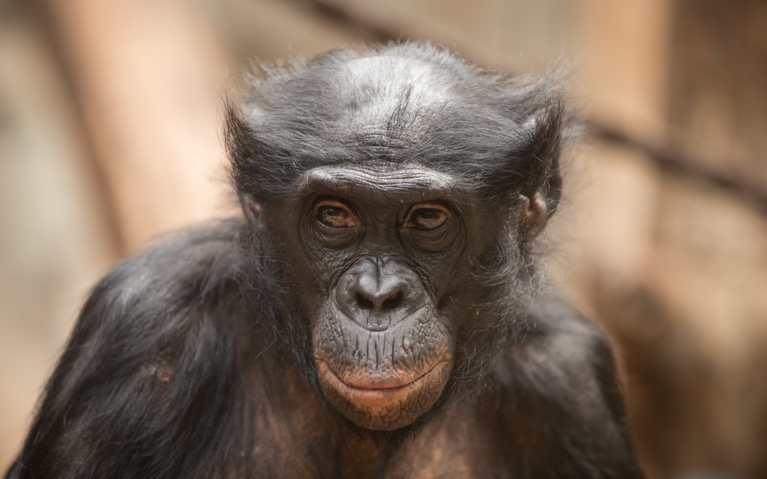 Descarga gratis la imagen Animales, Monos, Mono, Bonobo en el escritorio de tu PC