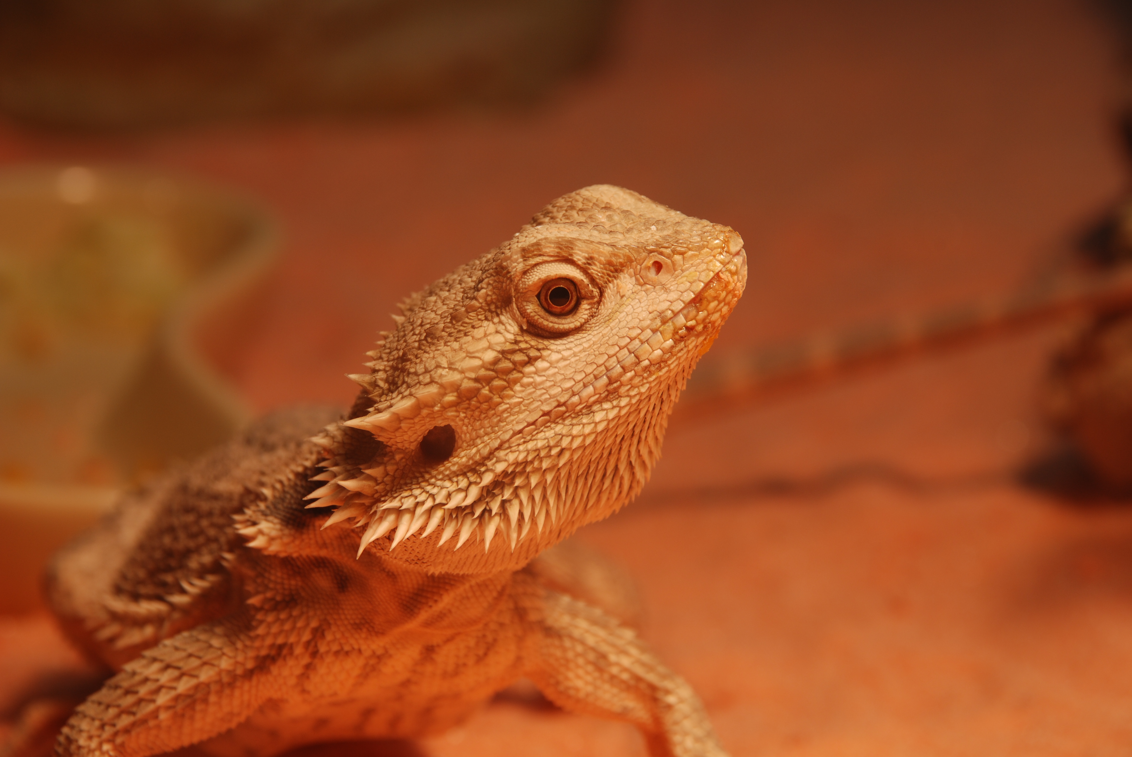 272615 descargar imagen animales, dragon barbudo, lagarto, reptiles: fondos de pantalla y protectores de pantalla gratis