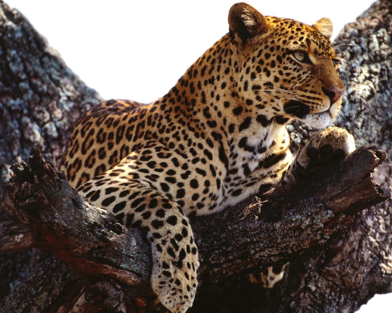 Free download wallpaper Leopard, Animal on your PC desktop