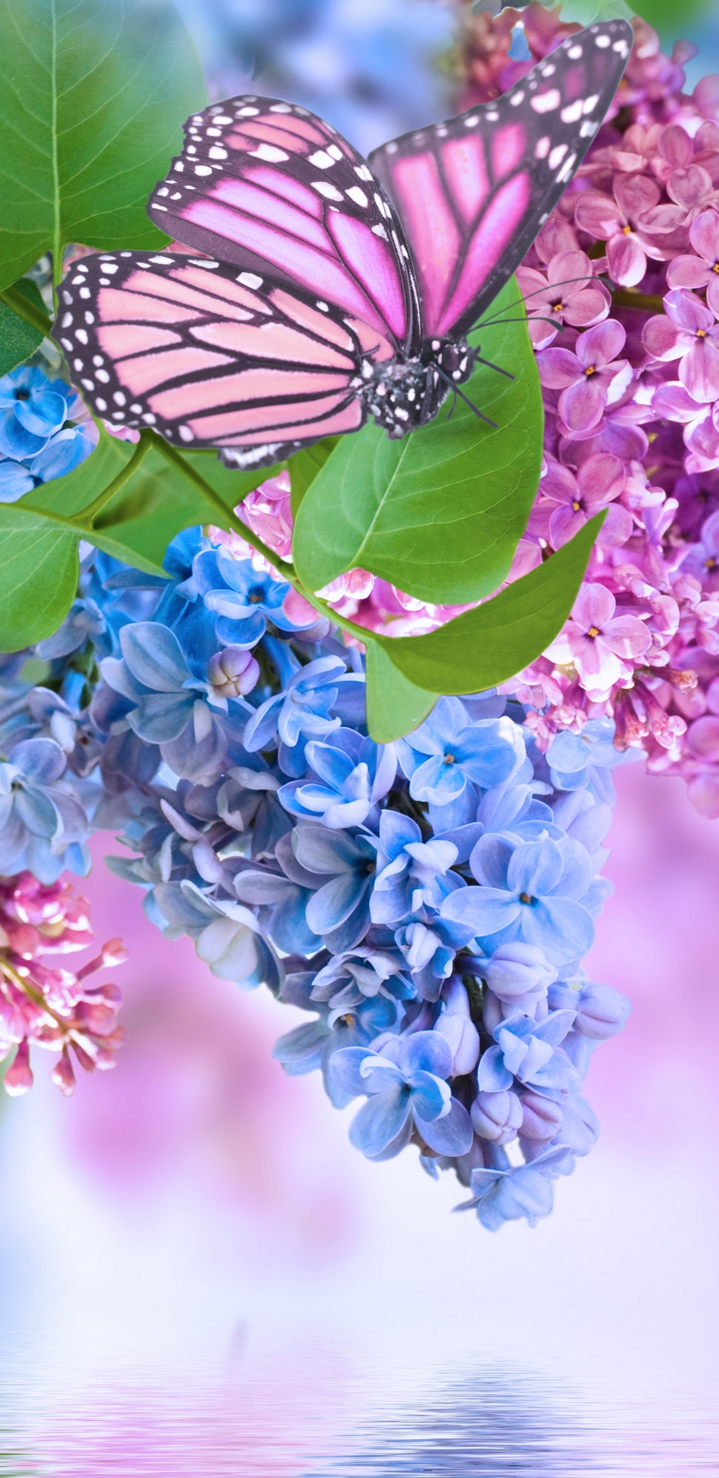 無料モバイル壁紙蝶, フラワーズ, ライラック, 花, 地球, 春, 青い花, ピンクの花をダウンロードします。