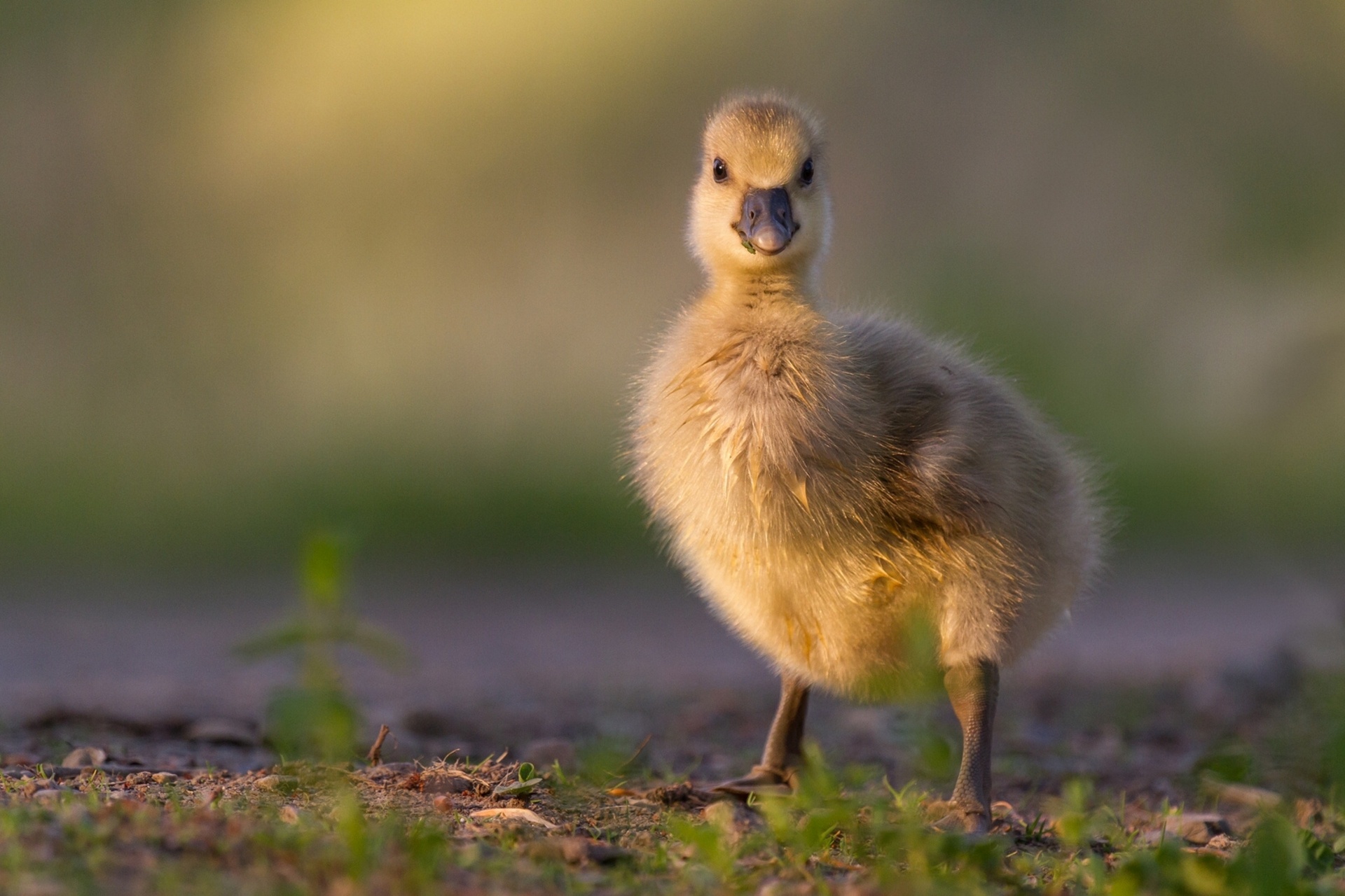 Download mobile wallpaper Birds, Animal, Duck for free.