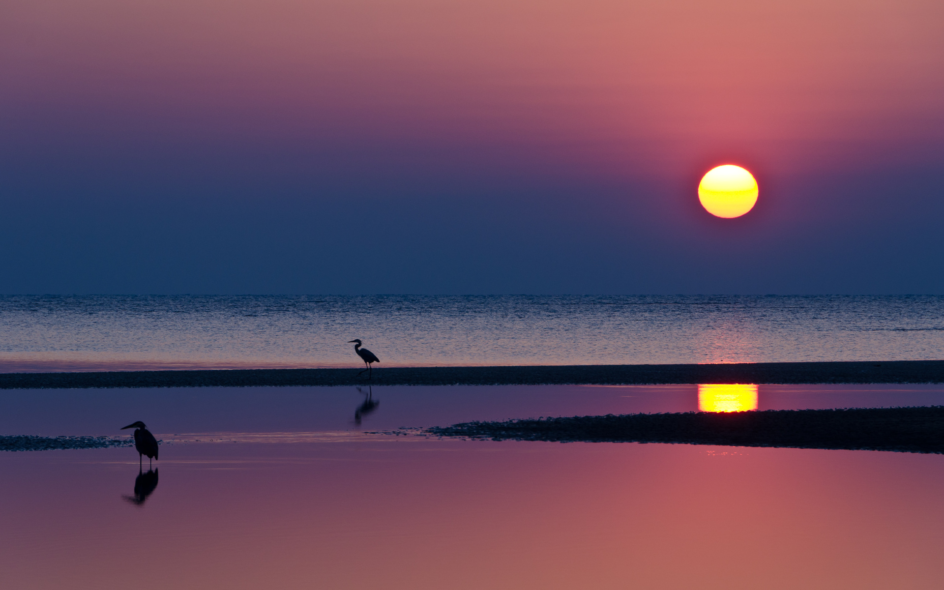 Free download wallpaper Sunset, Sky, Sun, Pink, Beach, Reflection, Bird, Ocean, Earth on your PC desktop