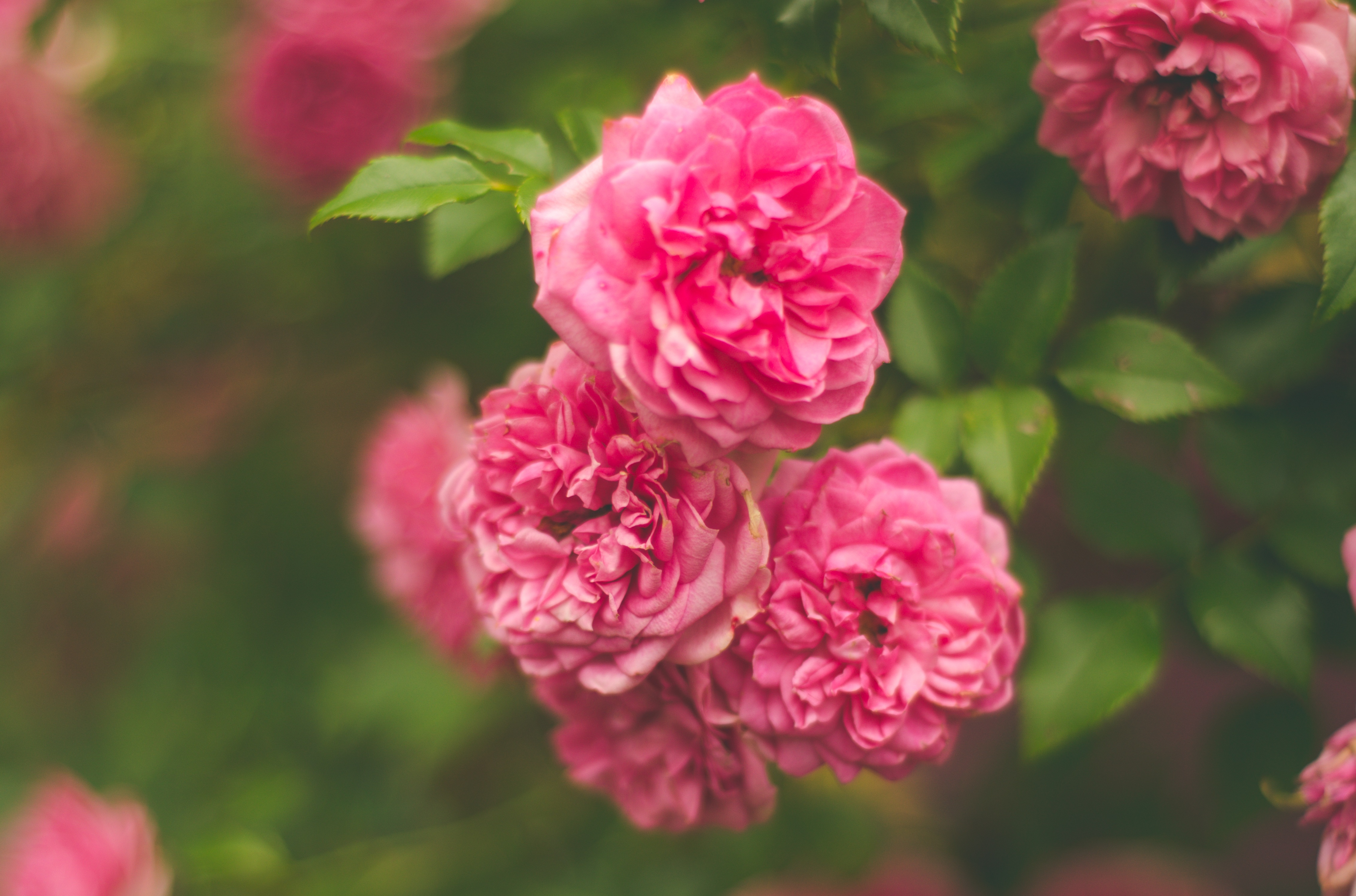 Download mobile wallpaper Bush, Flowers, Rose Flower, Rose, Pink for free.