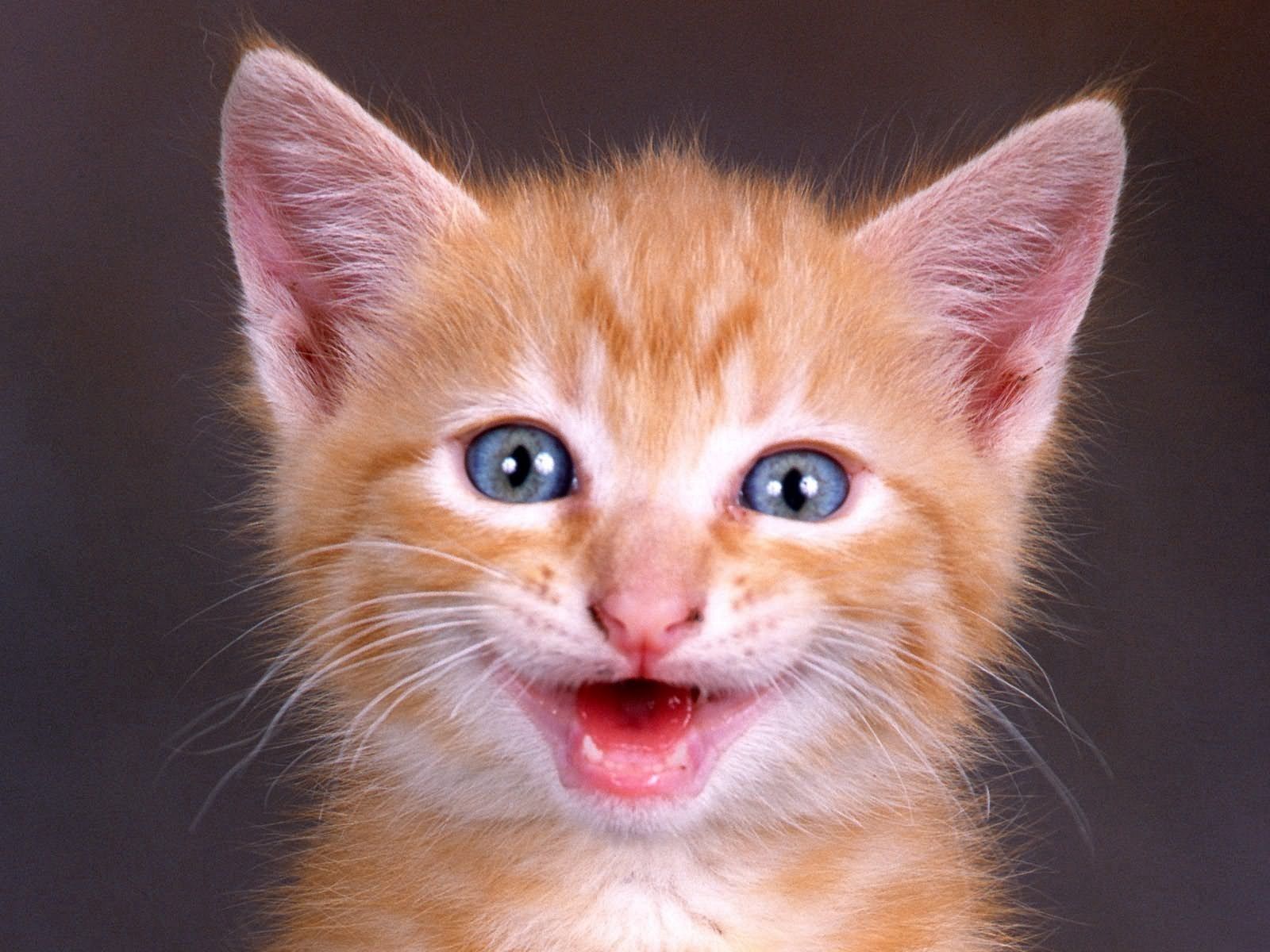 Free download wallpaper Kitty, Muzzle, Redhead, Scream, Animals, Kitten, Cry on your PC desktop