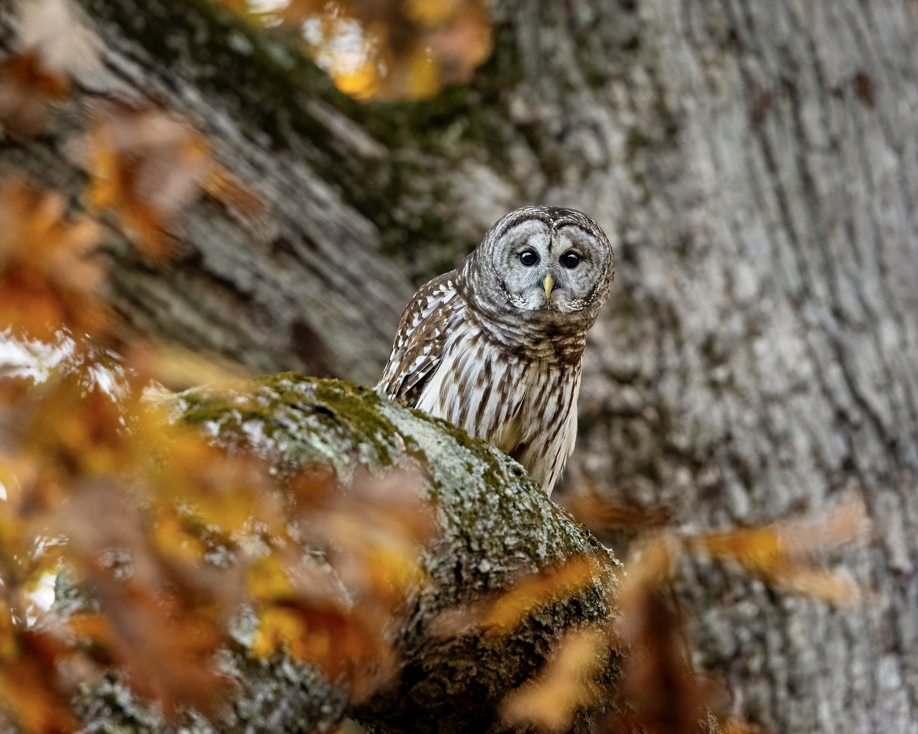 Free download wallpaper Birds, Owl, Animal on your PC desktop