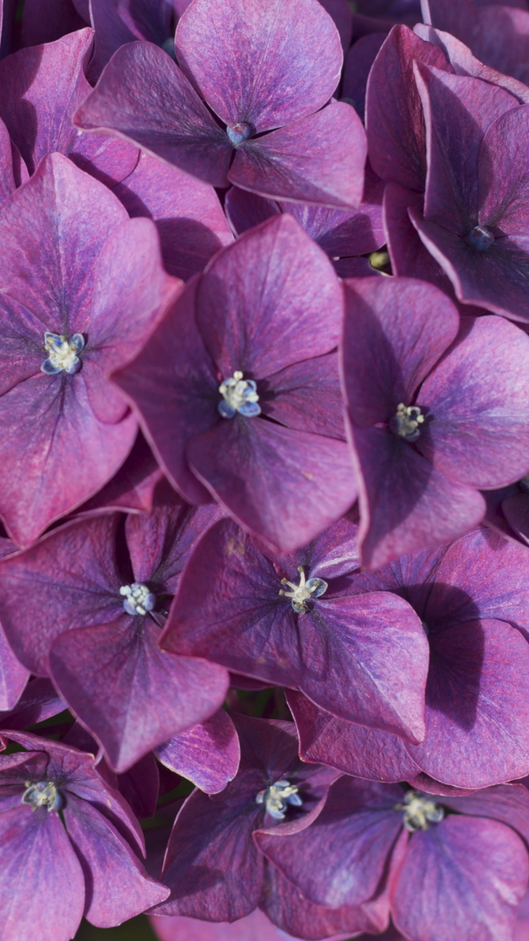 無料モバイル壁紙フラワーズ, 花, 地球, あじさい, 紫色の花をダウンロードします。