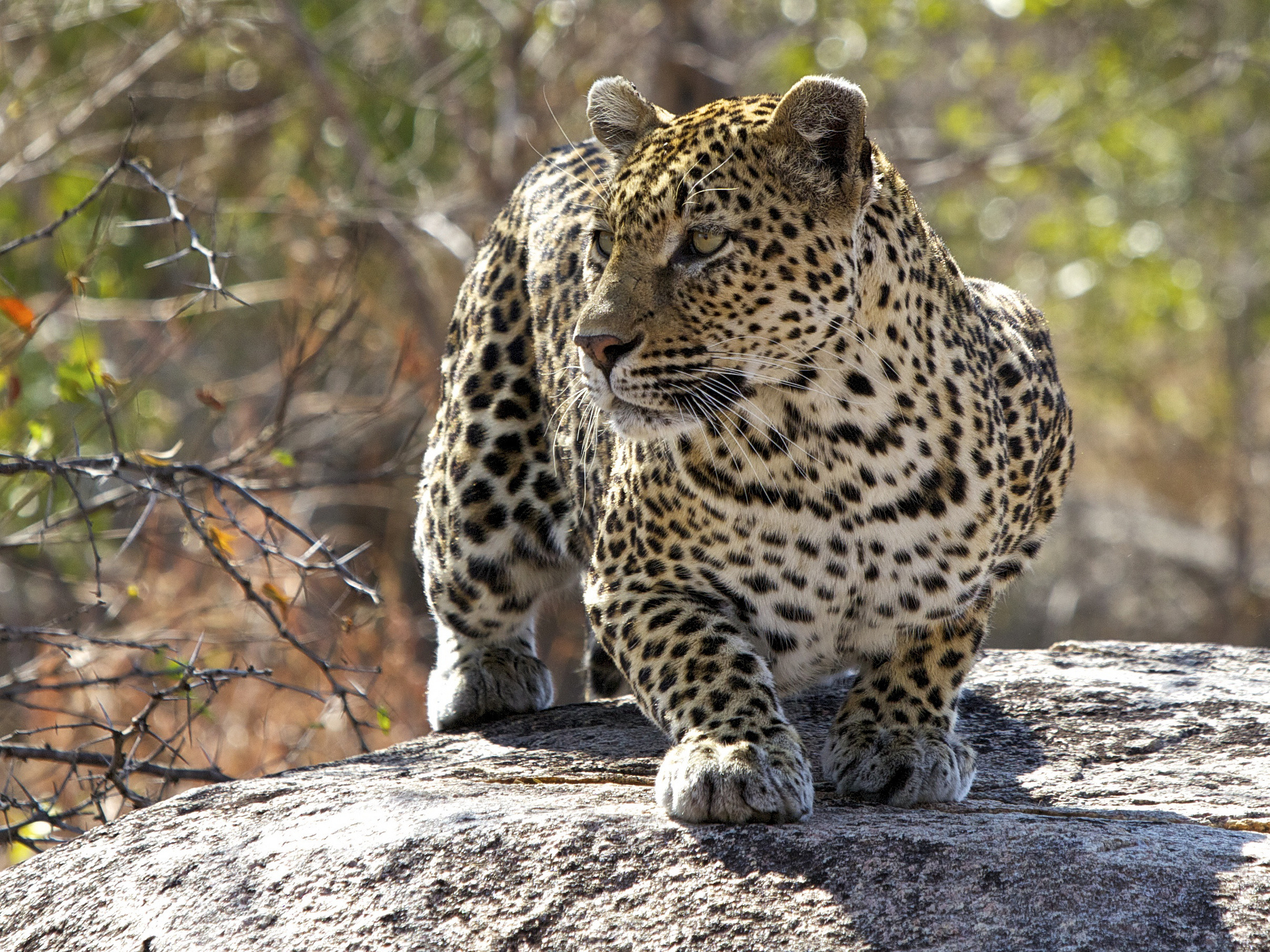 Handy-Wallpaper Leopard, Katzen, Tiere kostenlos herunterladen.