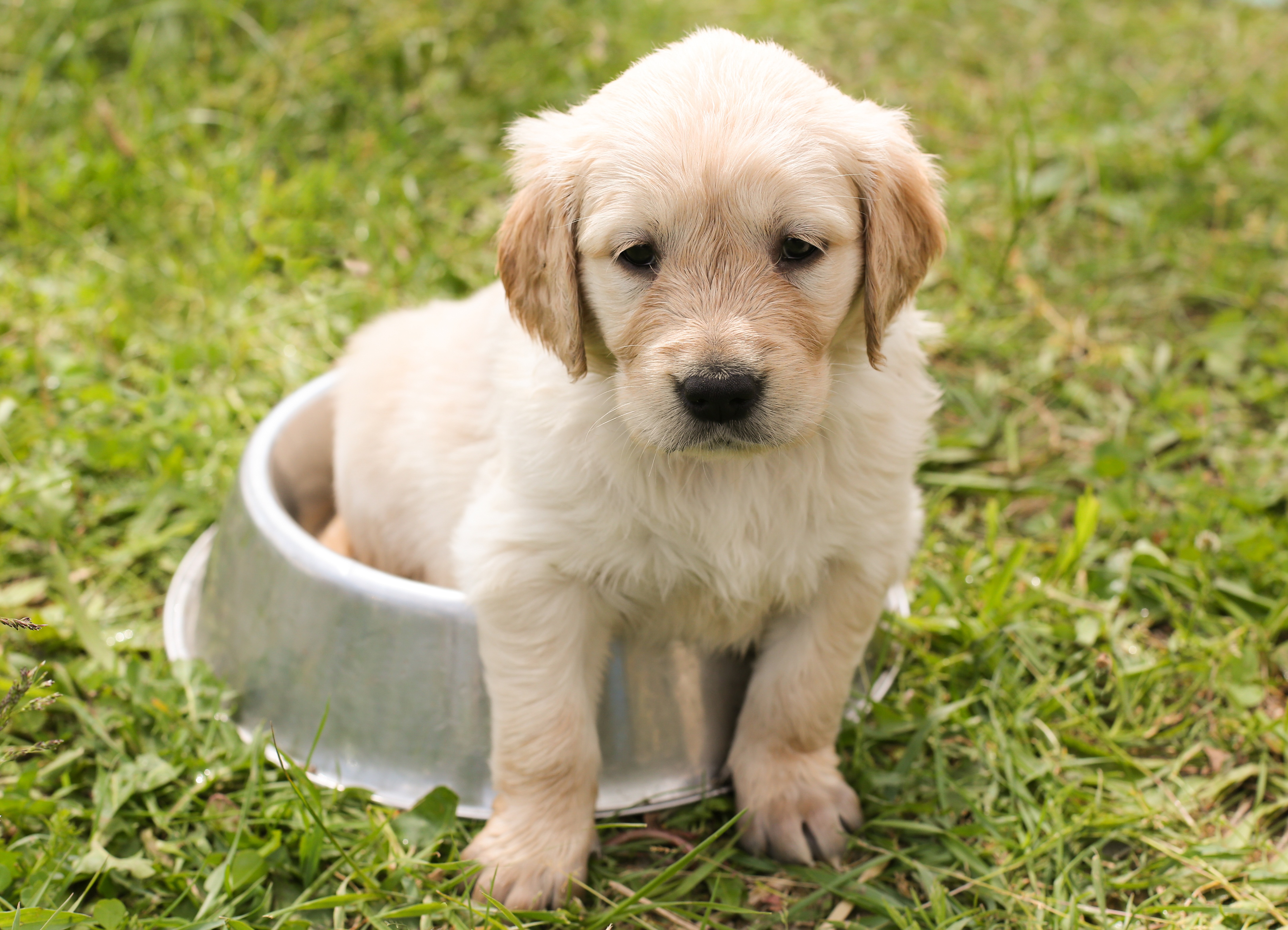 PCデスクトップに動物, 犬, 子犬, ゴールデンレトリバー画像を無料でダウンロード