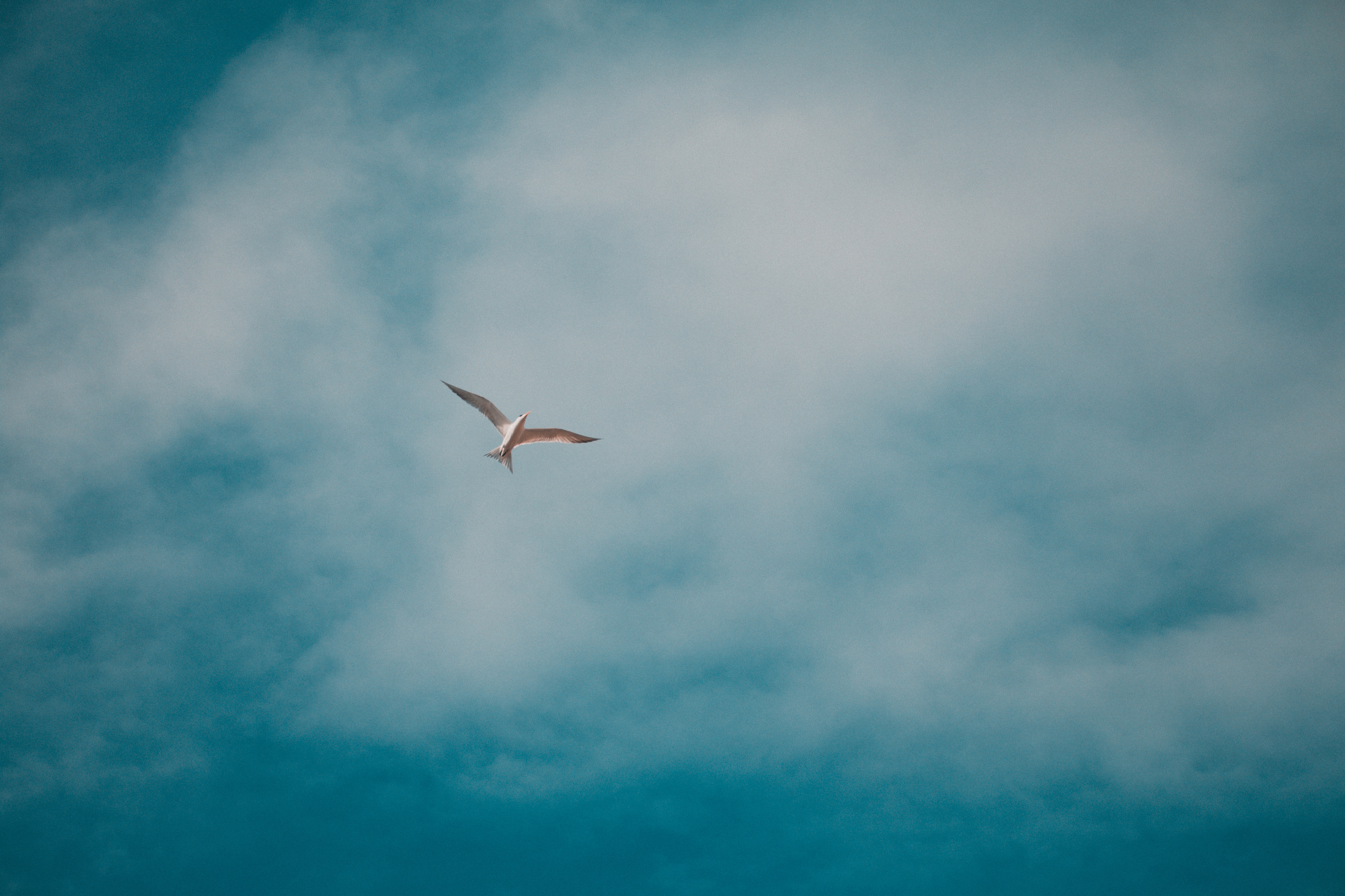 Download mobile wallpaper Gull, Sky, Clouds, Animals, Seagull, Bird for free.