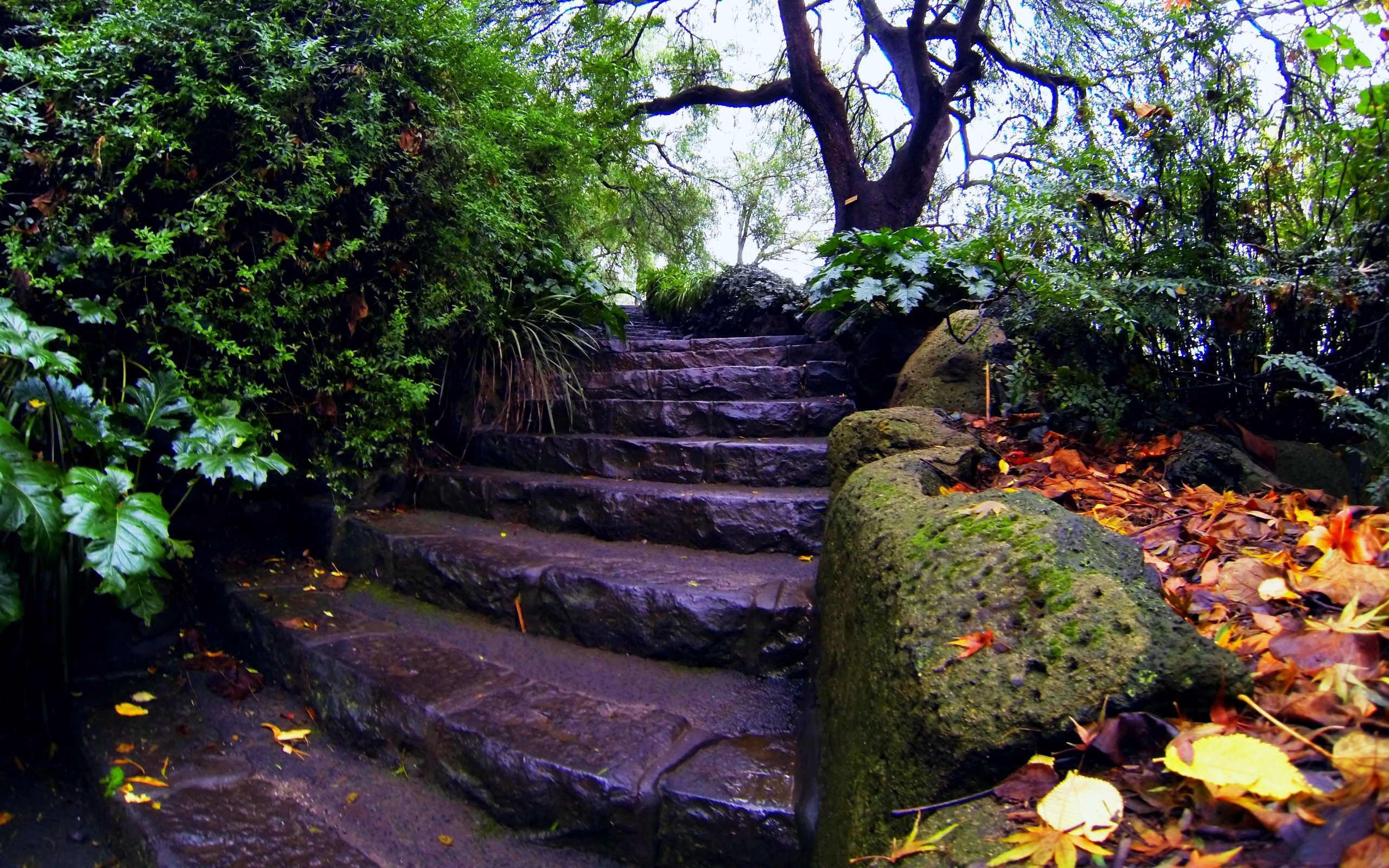 Free download wallpaper Nature, Trees, Autumn, Ladder, Moss, Foliage, Stairs on your PC desktop