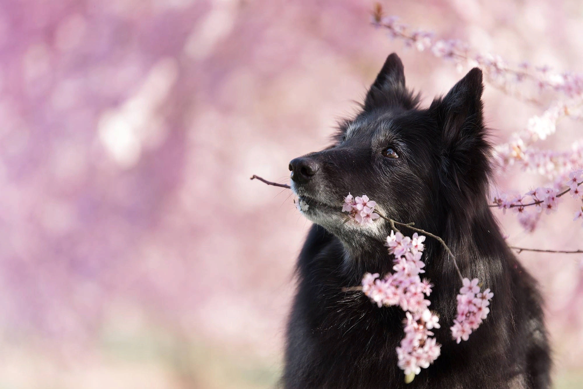 Download mobile wallpaper Dogs, Dog, Animal, Belgian Shepherd, Depth Of Field for free.