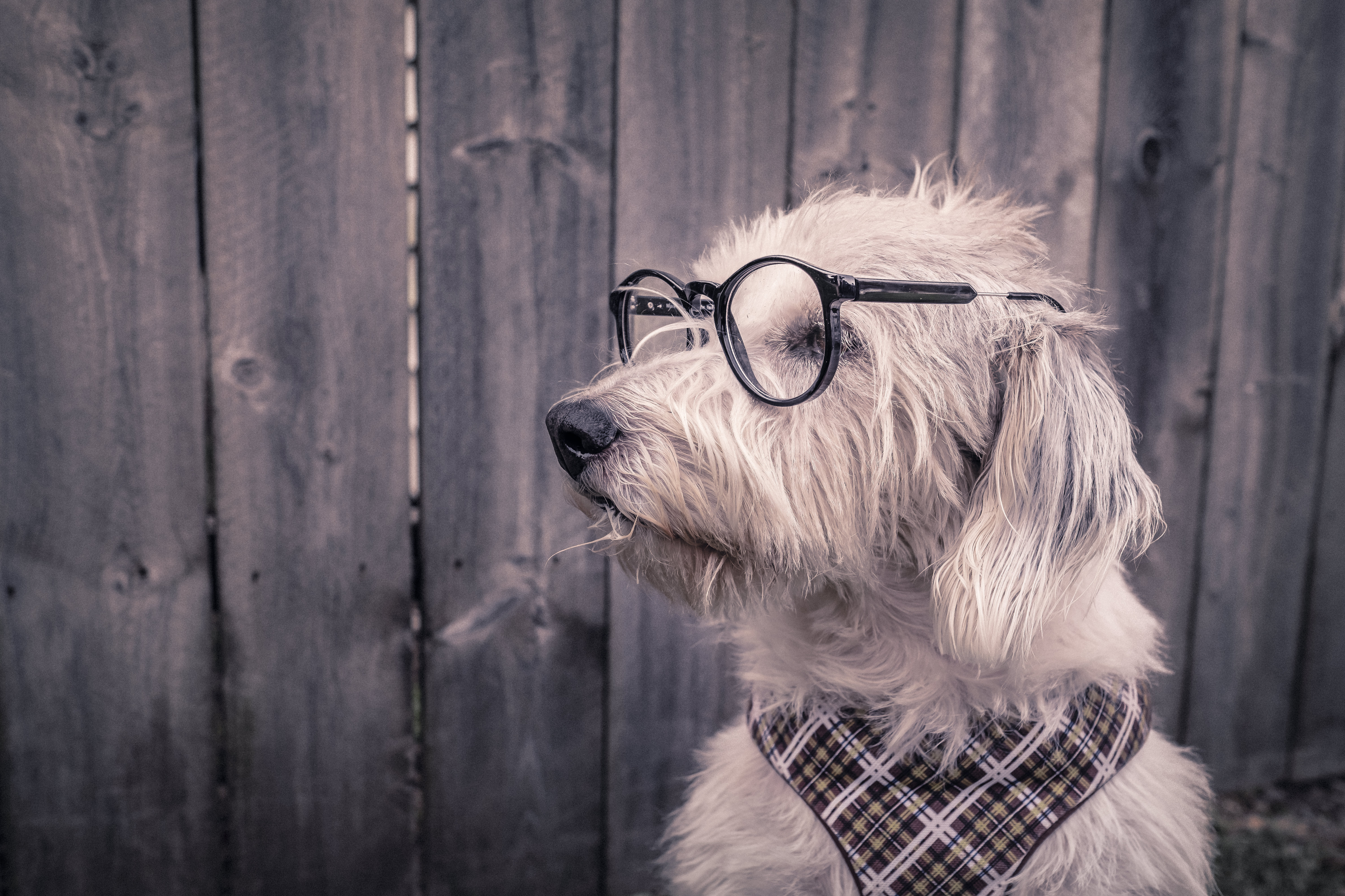 animals, dog, glasses, spectacles, handkerchief, kerchief