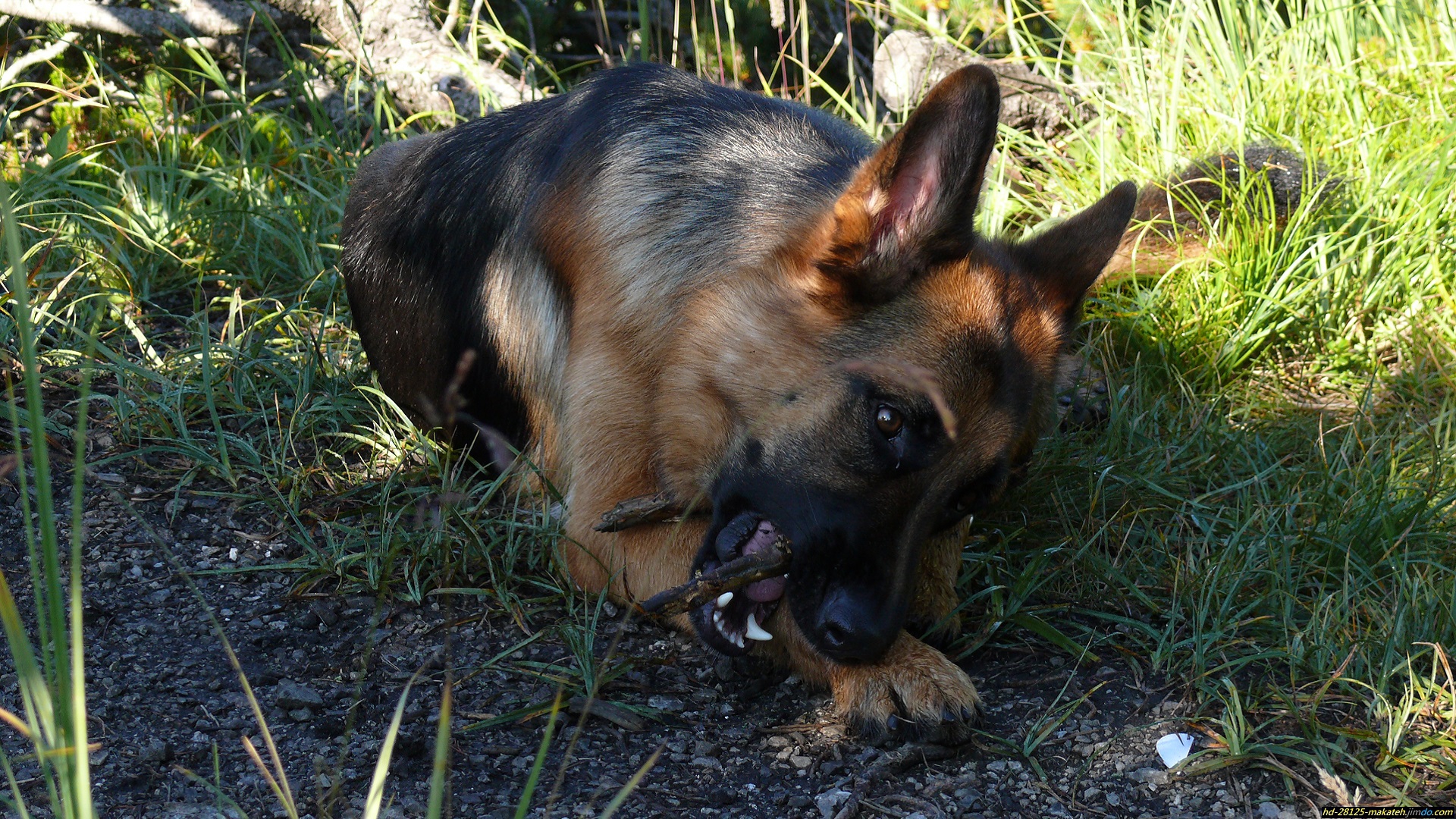 Téléchargez des papiers peints mobile Berger Allemand, Chiens, Chien, Animaux gratuitement.